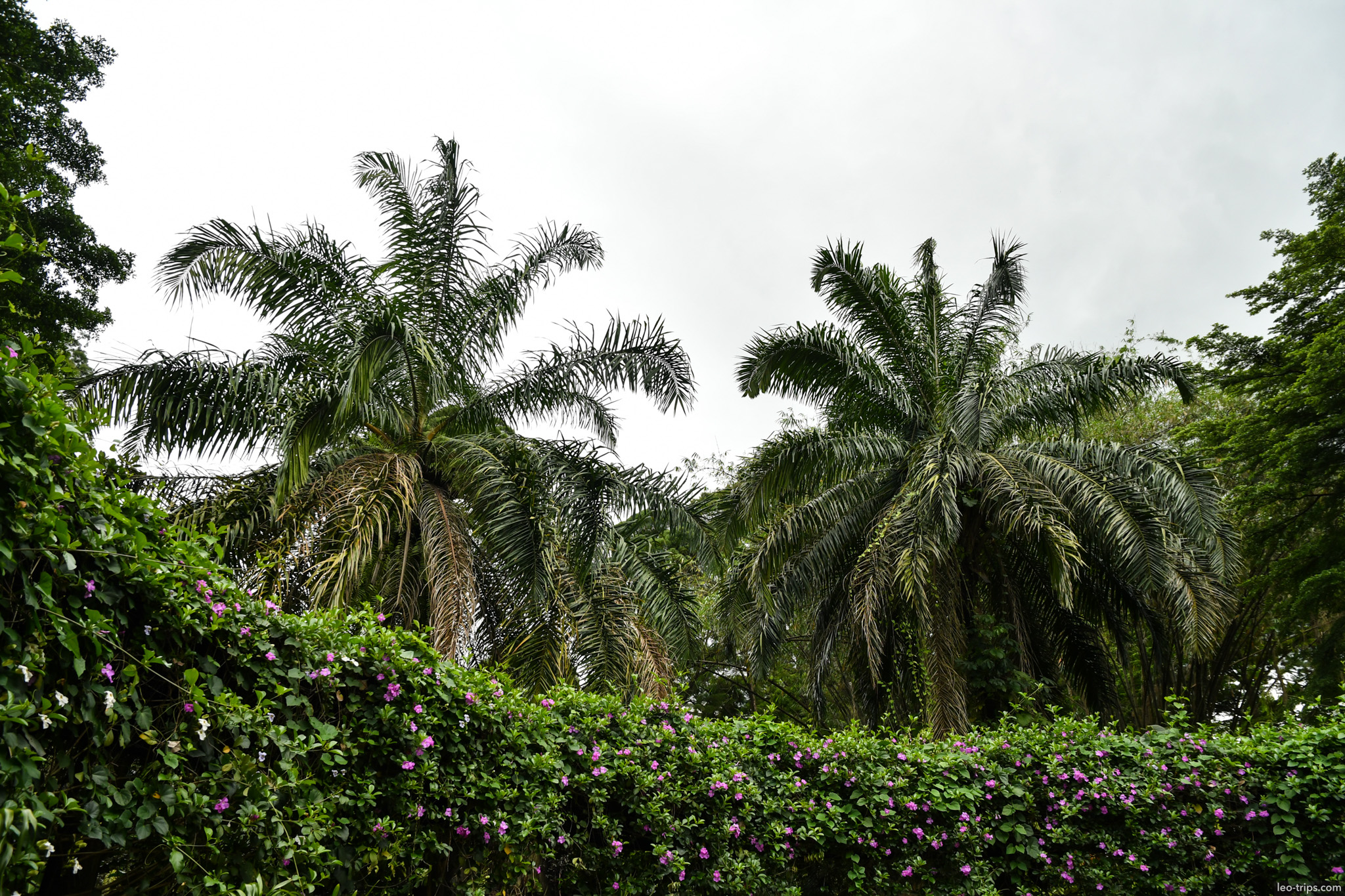 oil palms bougainvillea hedge bogor bogor