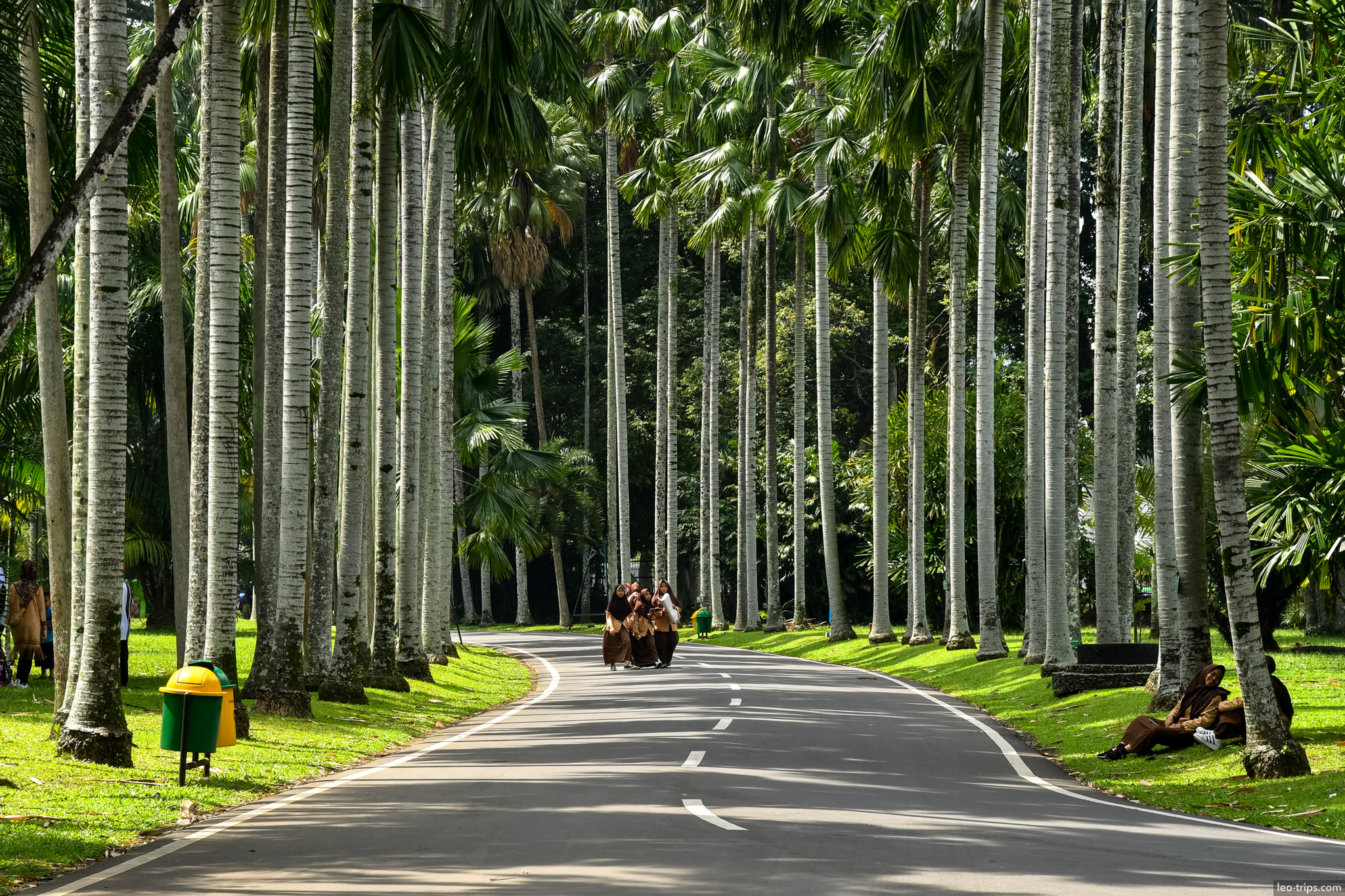 royal palm lined avenue bogor botanical garden bogor