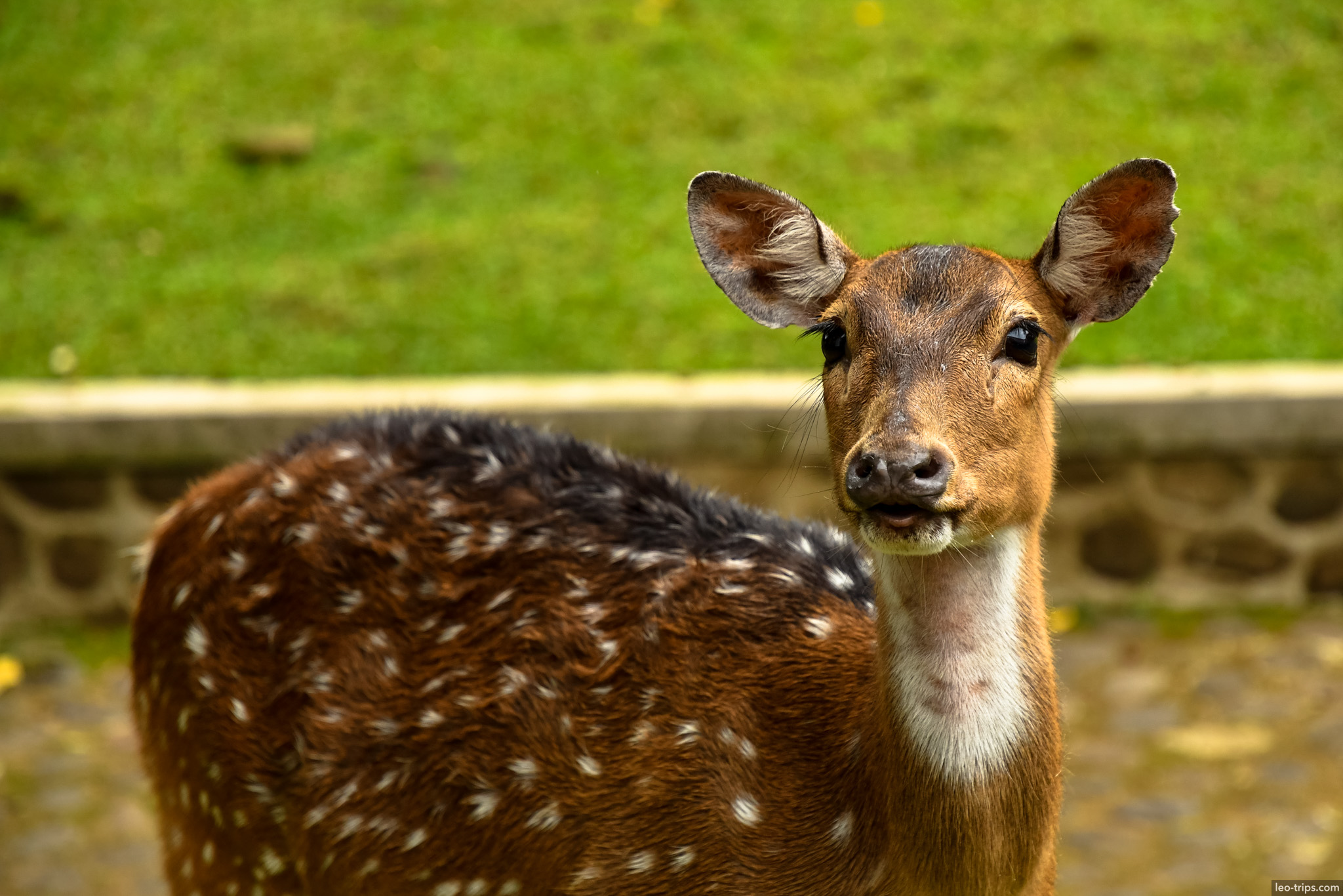spotted deer face closeup wet fur bogor bogor