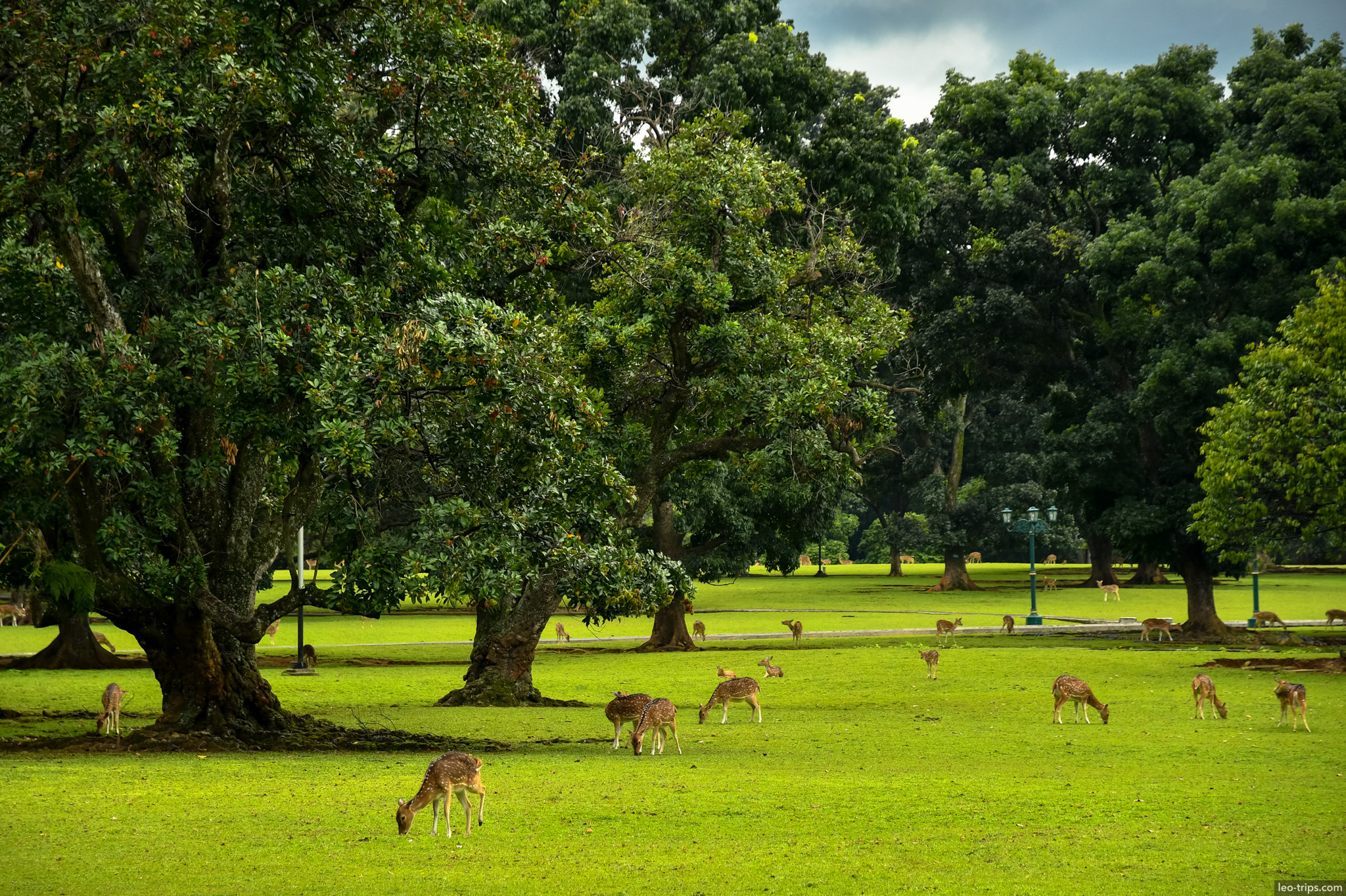 spotted deer herd grazing palace grounds bogor bogor