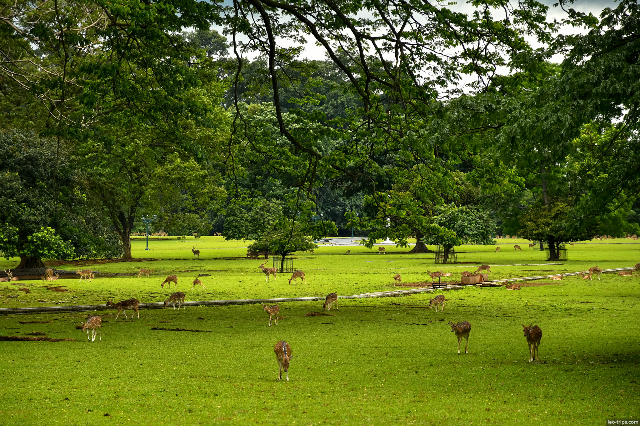 spotted deer herd wide view palace lawn bogor bogor