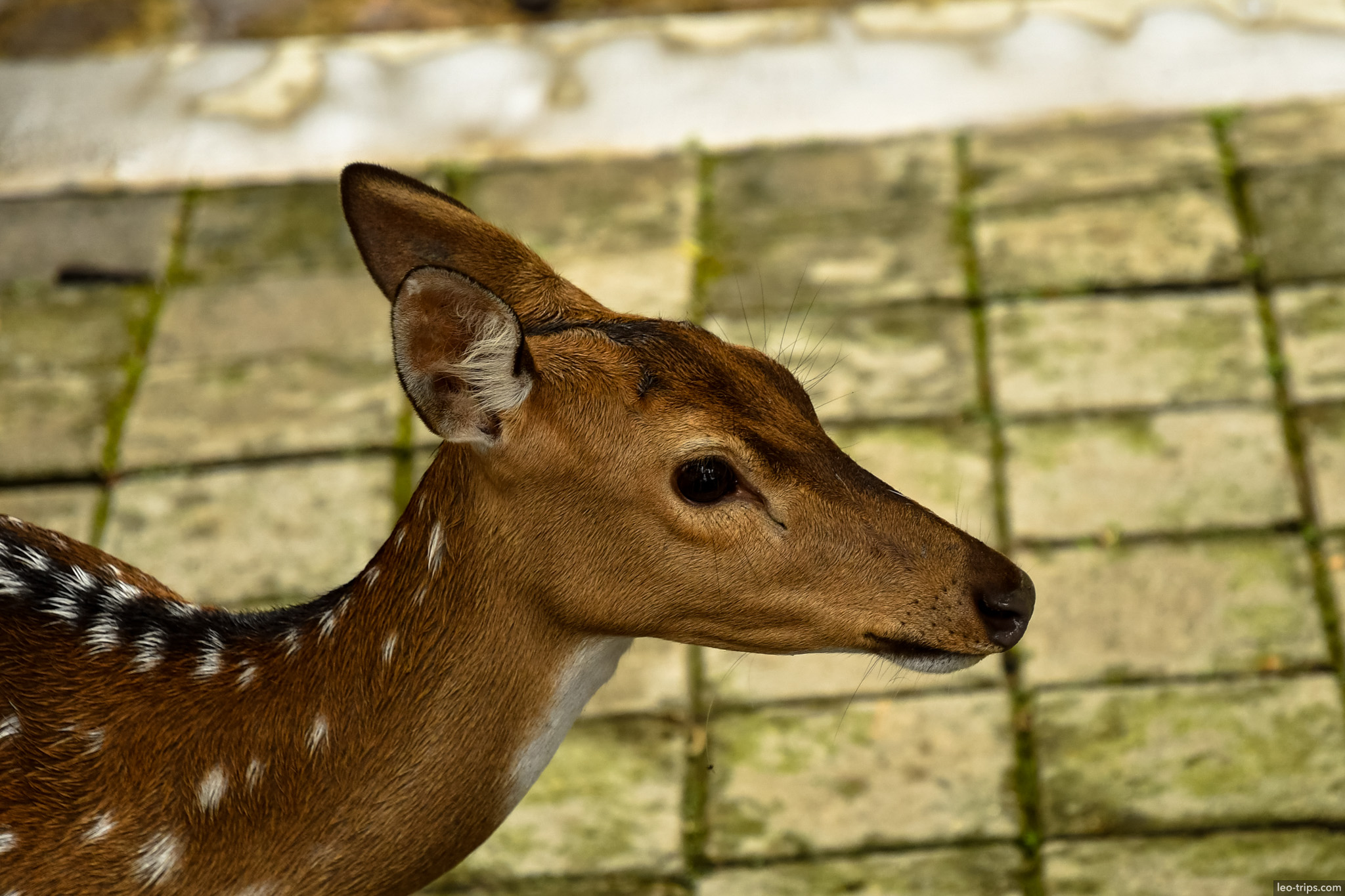 spotted deer portrait closeup bogor palace bogor