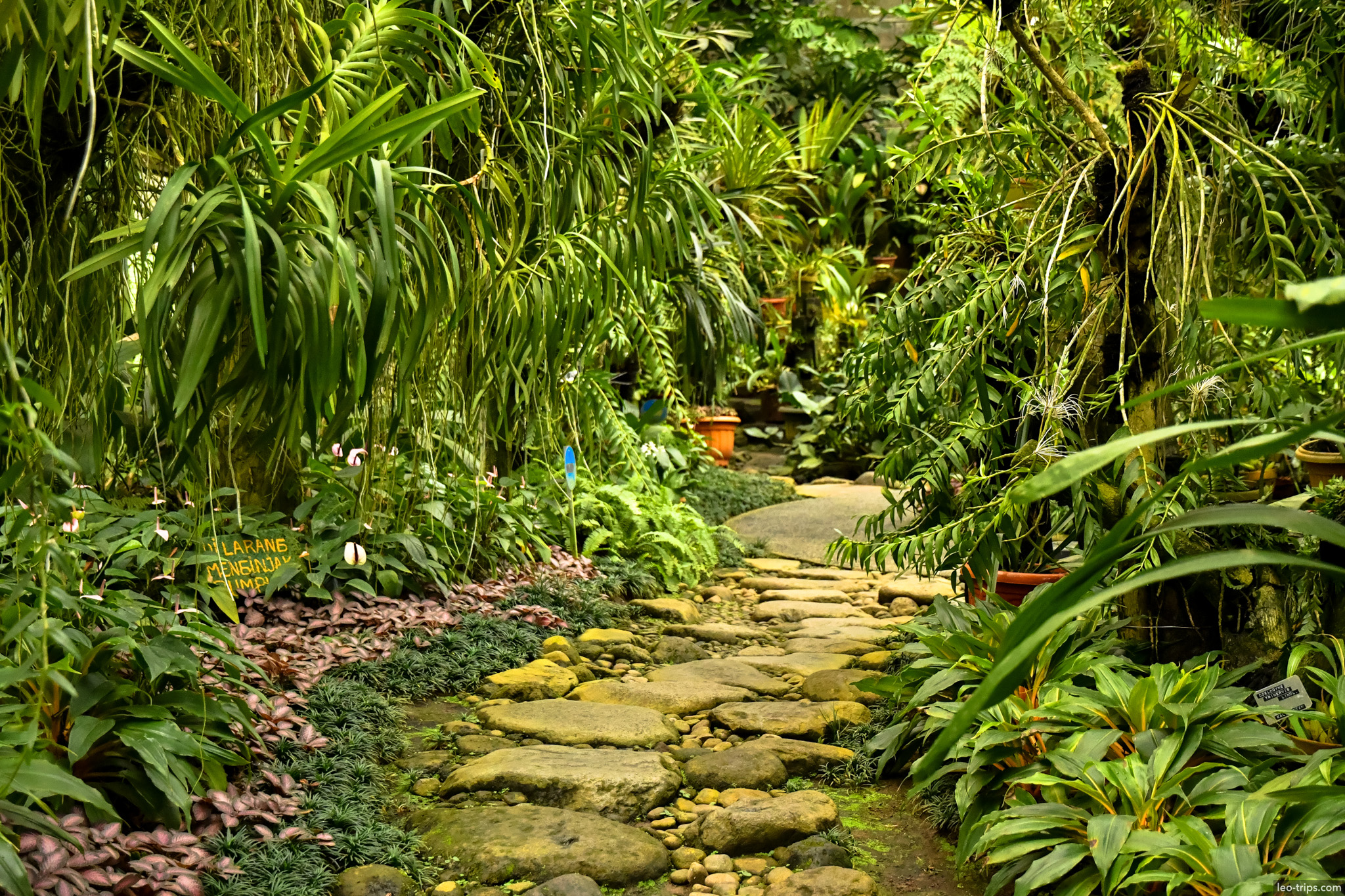 stone path orchid greenhouse interior bogor bogor