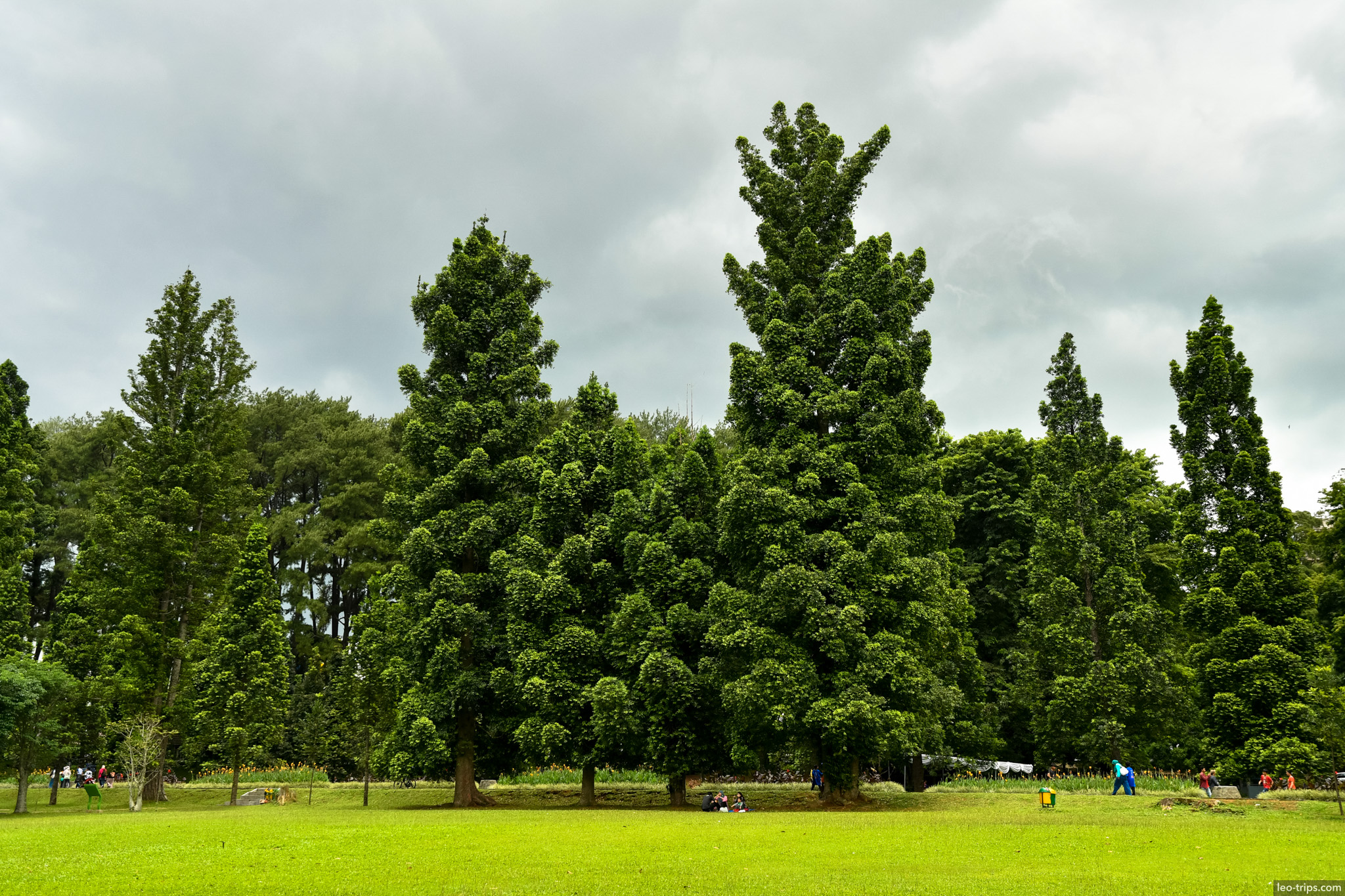 tall conifer grove green lawn bogor botanical garden bogor