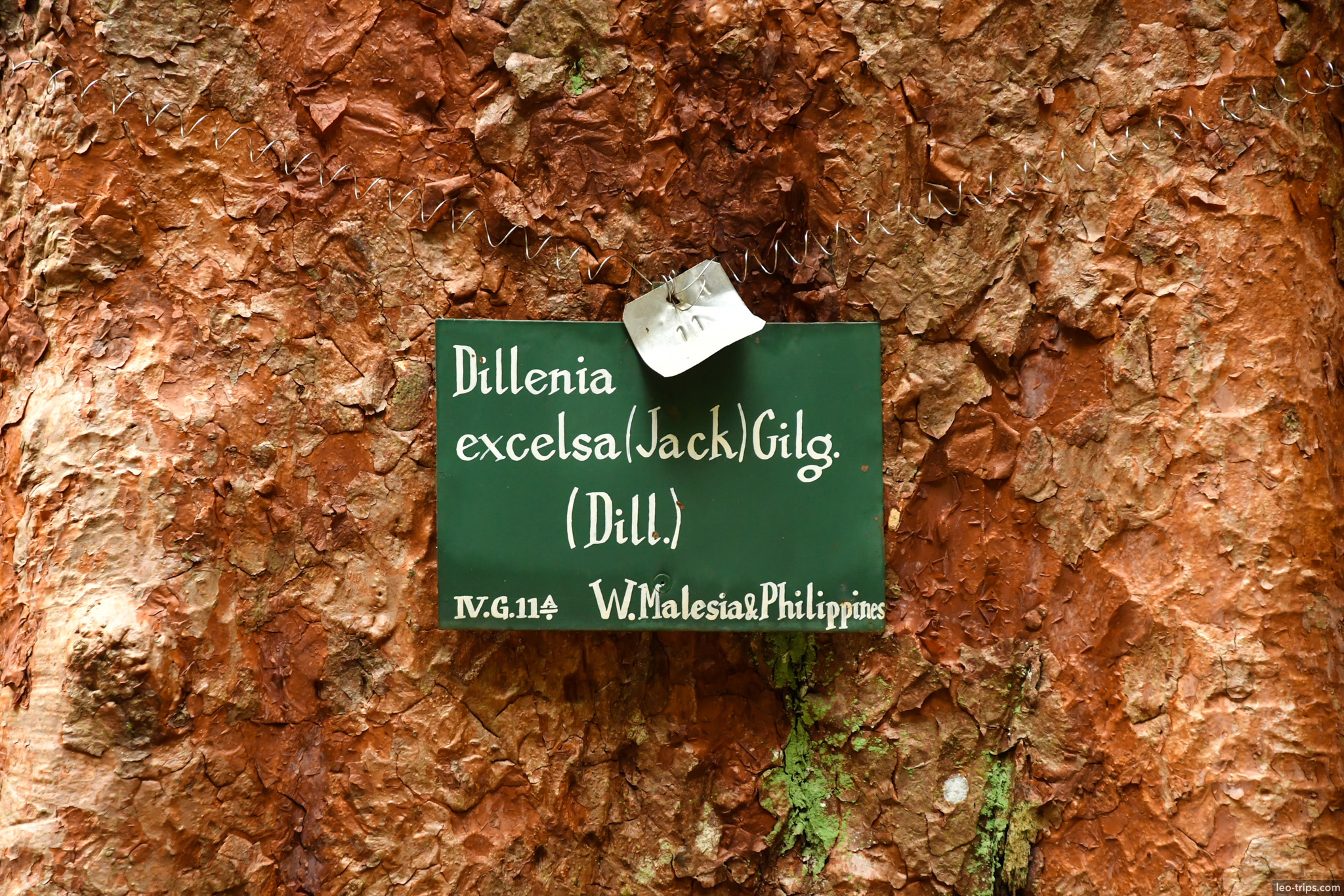 tree bark botanical label closeup bogor bogor