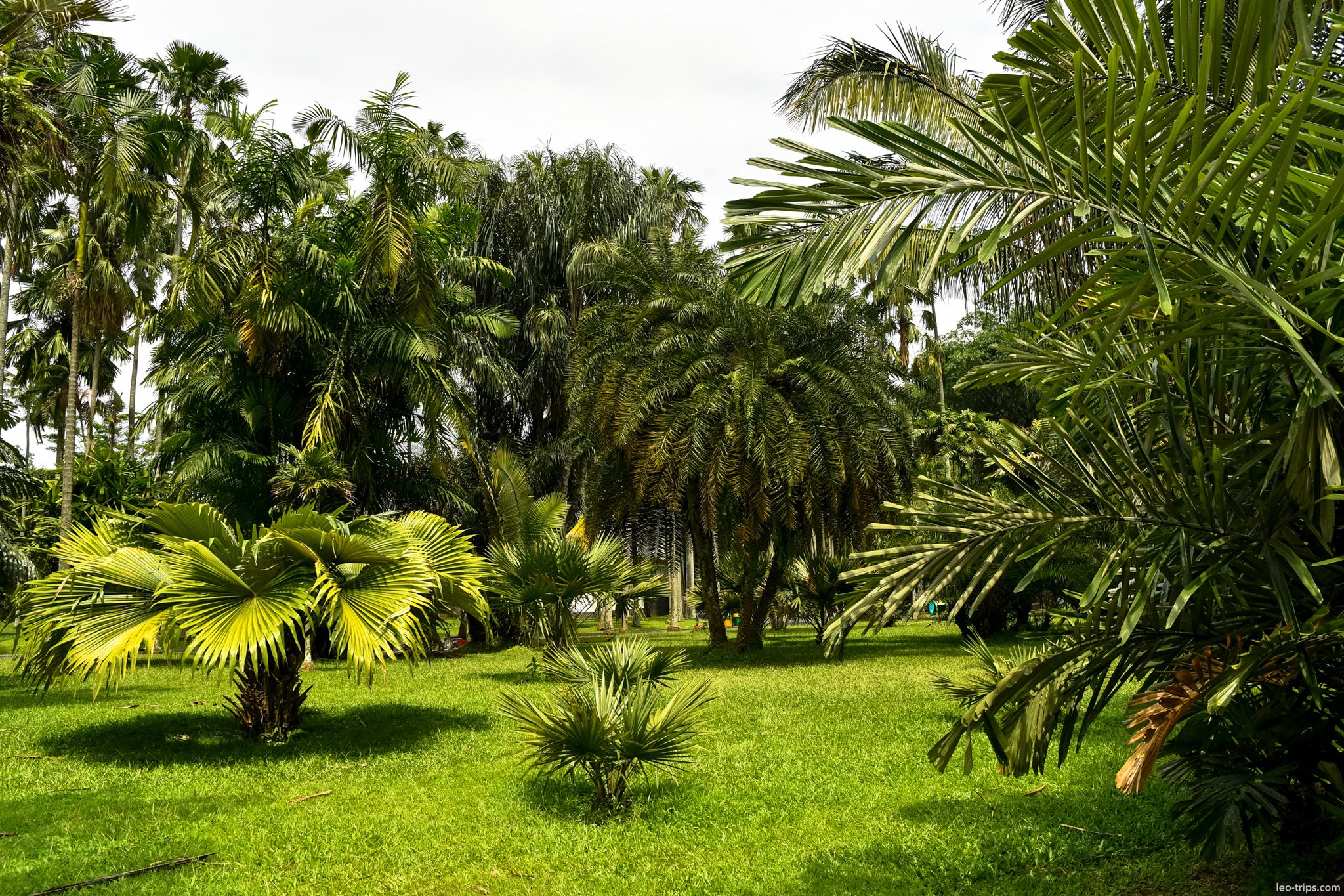 tropical palm collection lawn bogor botanical garden bogor