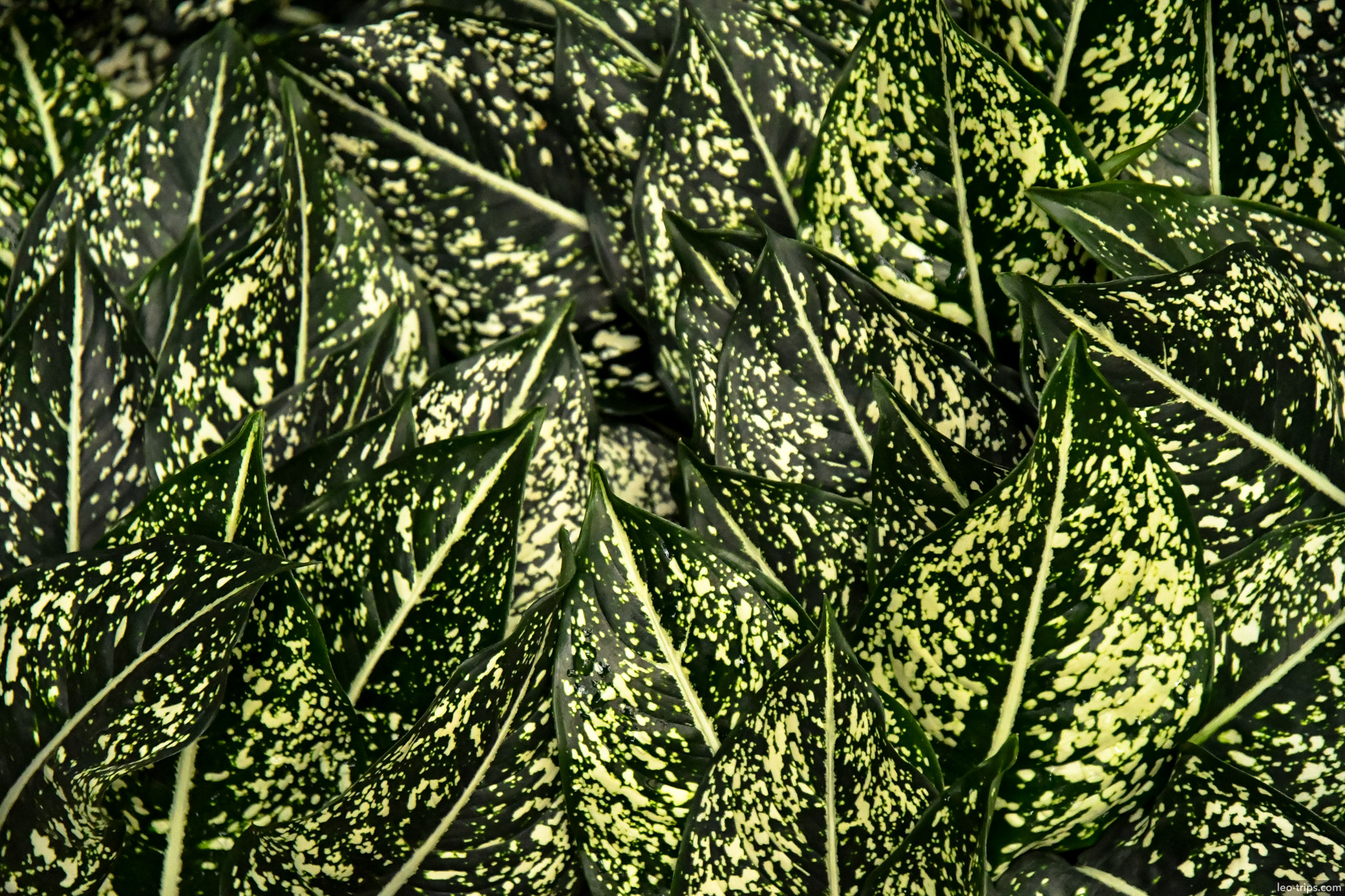 variegated aglaonema leaves pattern bogor bogor