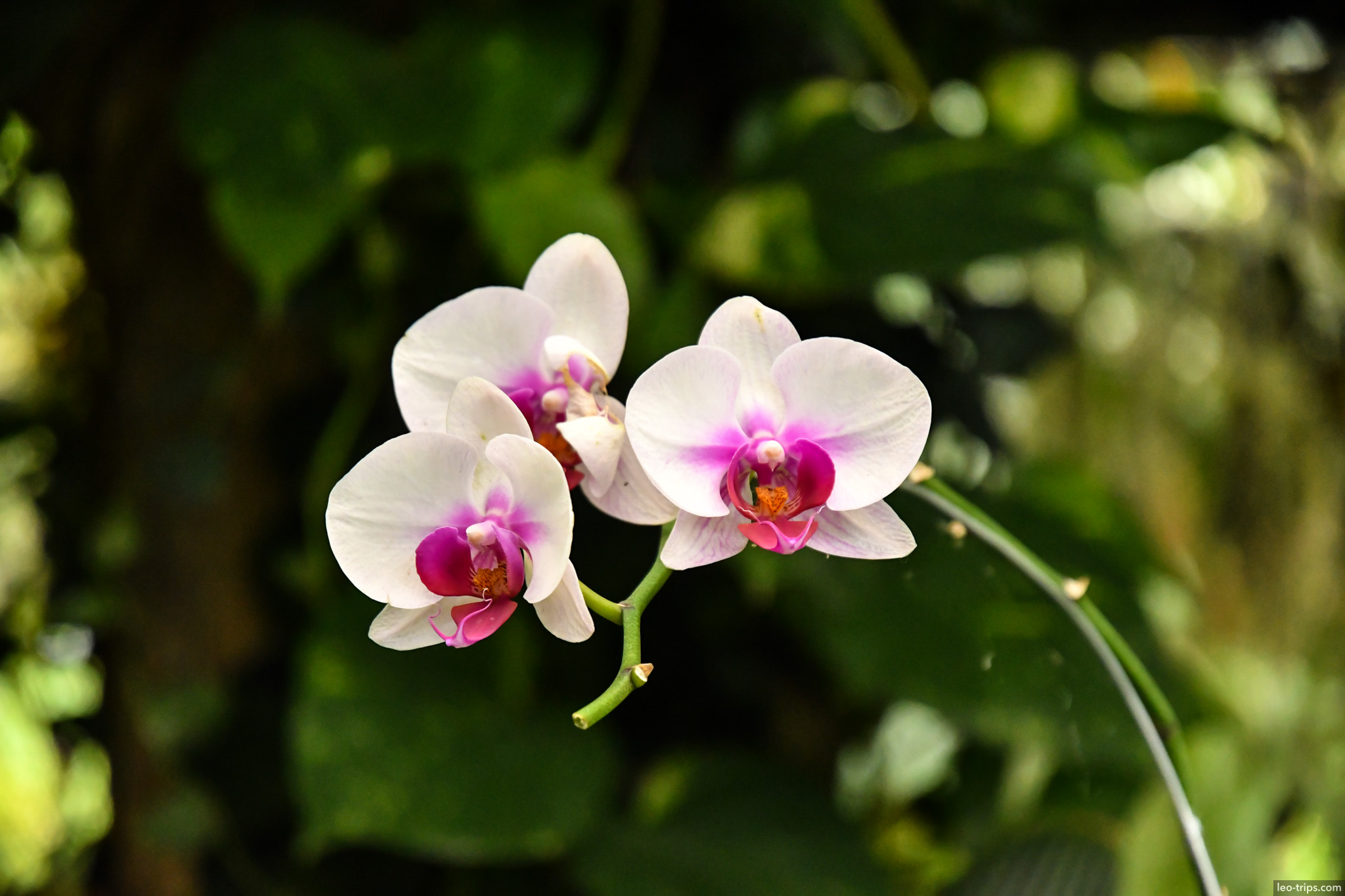 white purple phalaenopsis orchid closeup bogor bogor