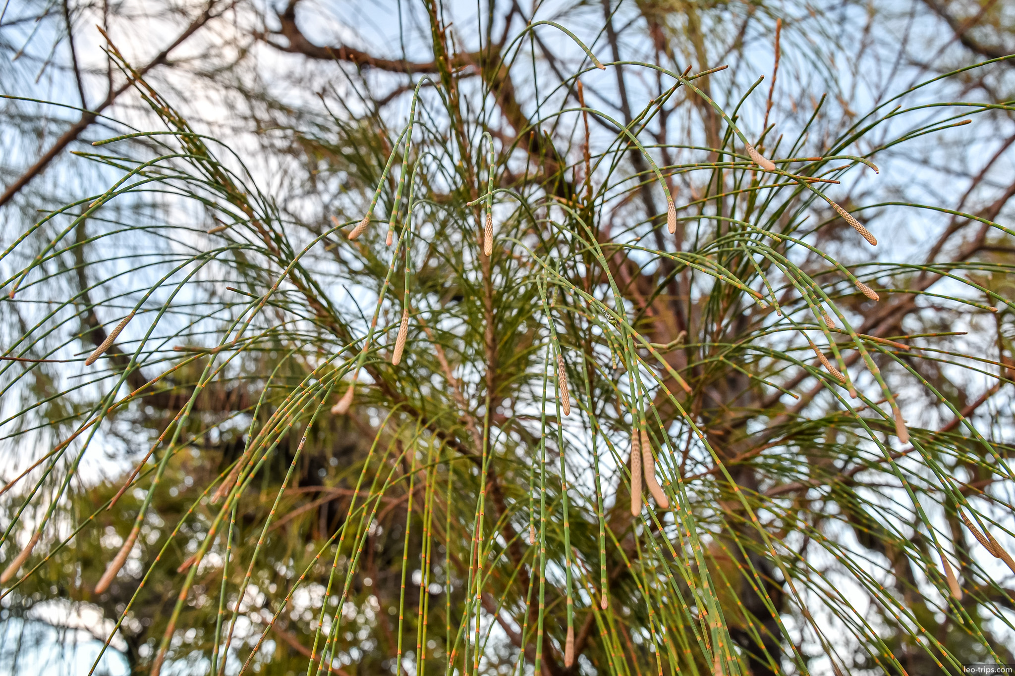 casuarina tree branches closeup ijen ijen lake