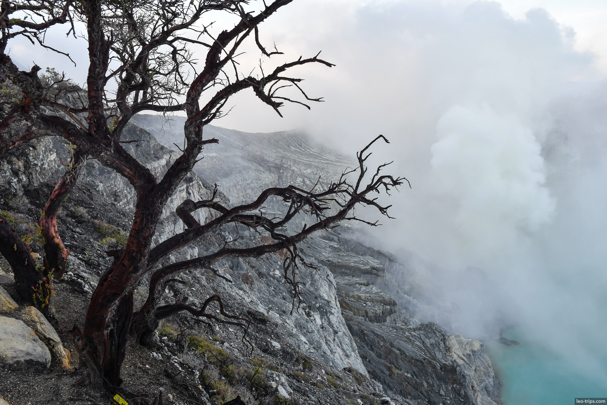 dead tree on crater rim with sulfuric steam ijen ijen lake
