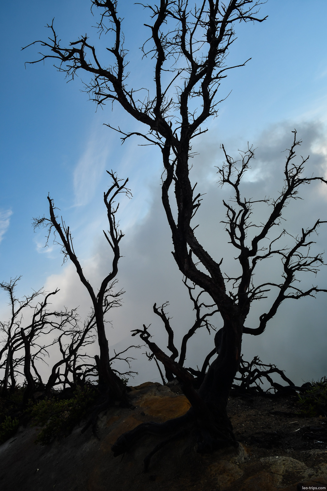 dead tree silhouettes against sky ijen ijen lake
