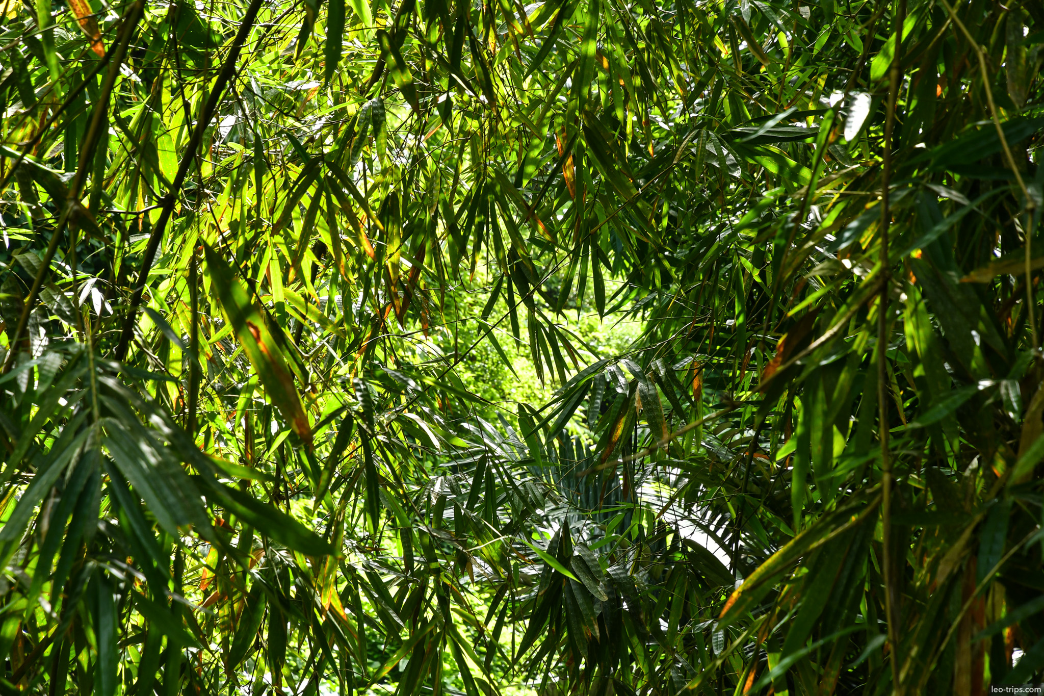 dense bamboo canopy tropical forest ijen ijen lake