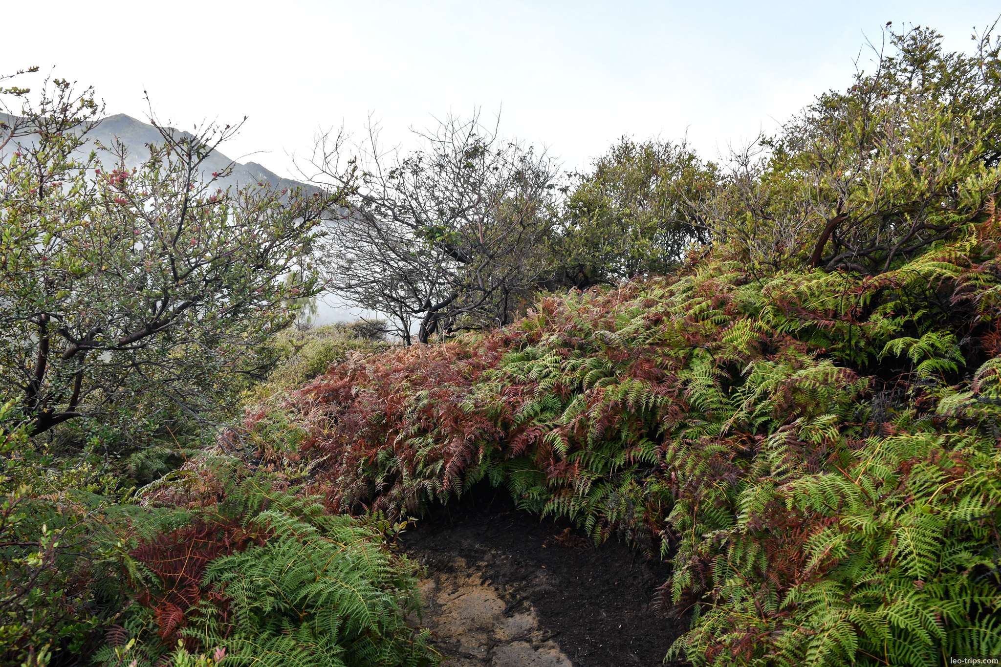 fern covered trail along volcanic slope ijen ijen lake