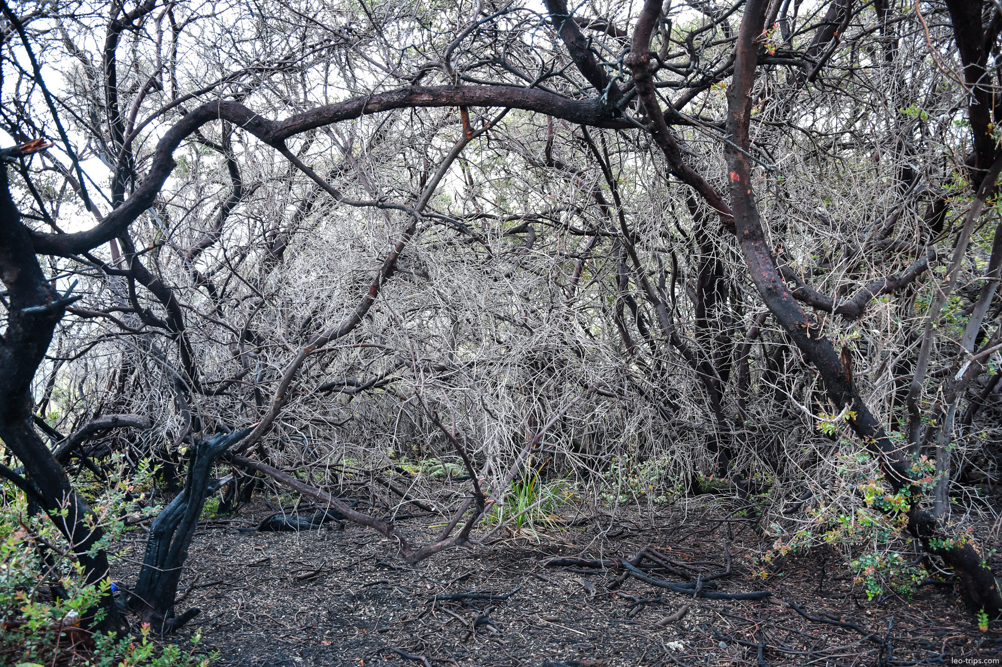 tangled dead branches volcanic forest ijen ijen lake