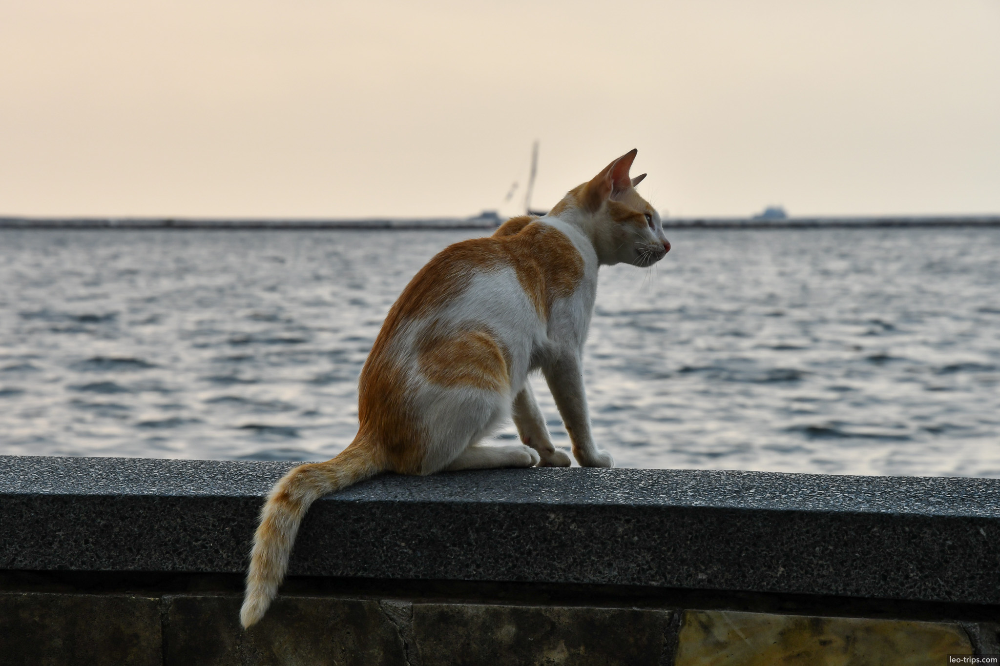 ginger white cat on seawall ancol jakarta jakarta