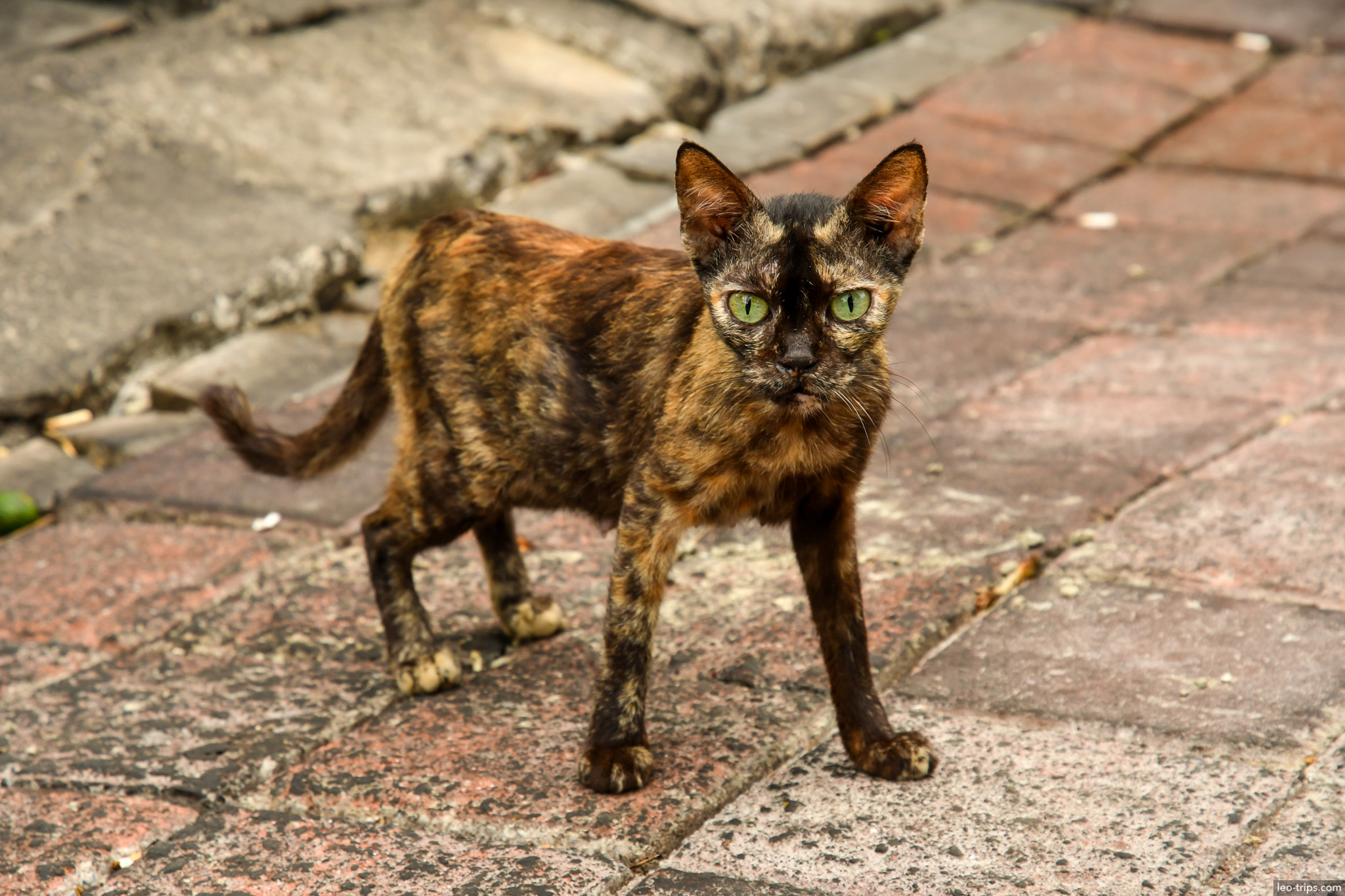tortoiseshell street cat green eyes jakarta jakarta