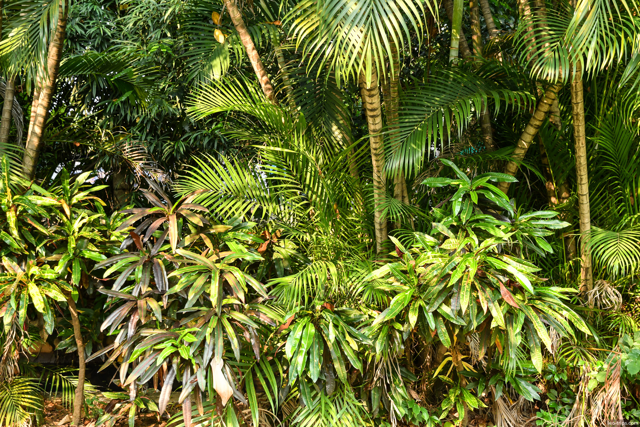 tropical palm vegetation close up jakarta jakarta
