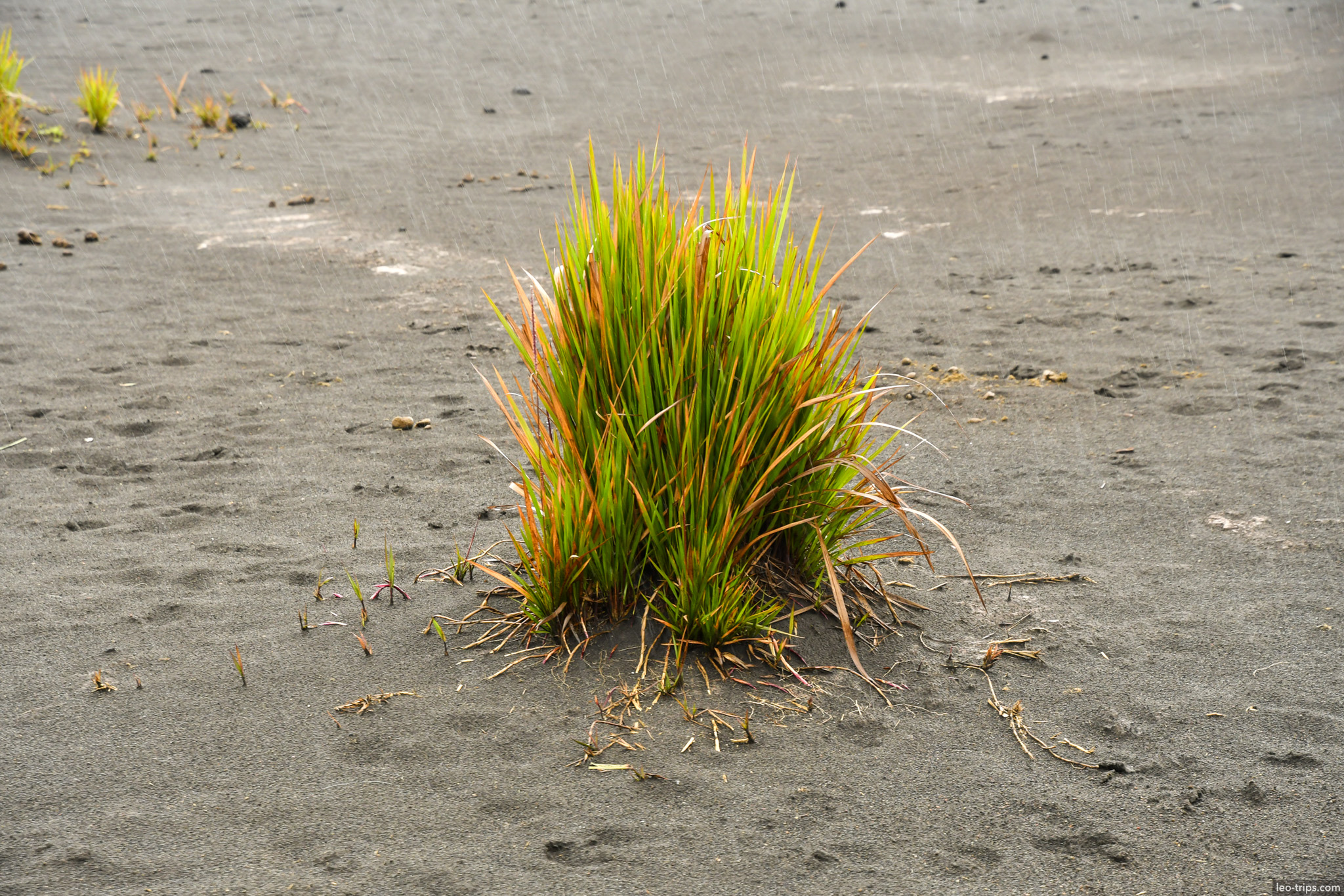 green grass tuft on volcanic sand mount bromo