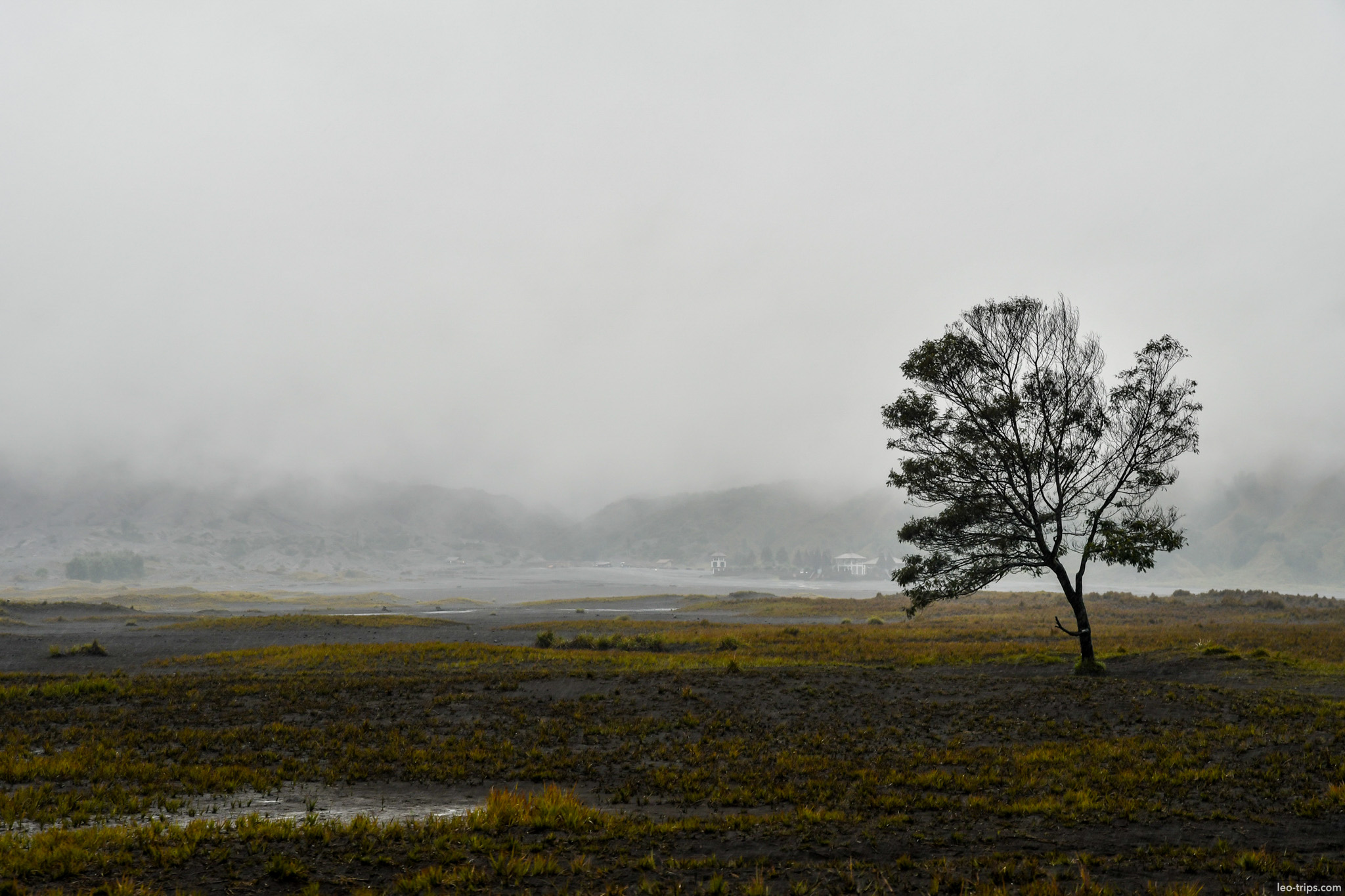 lone tree in foggy tengger caldera mount bromo