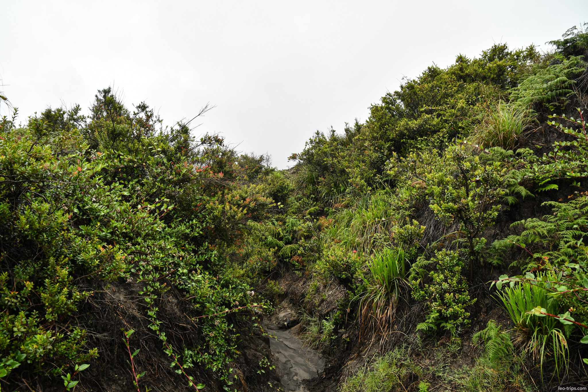 lush tropical bushes on caldera rim trail mount bromo