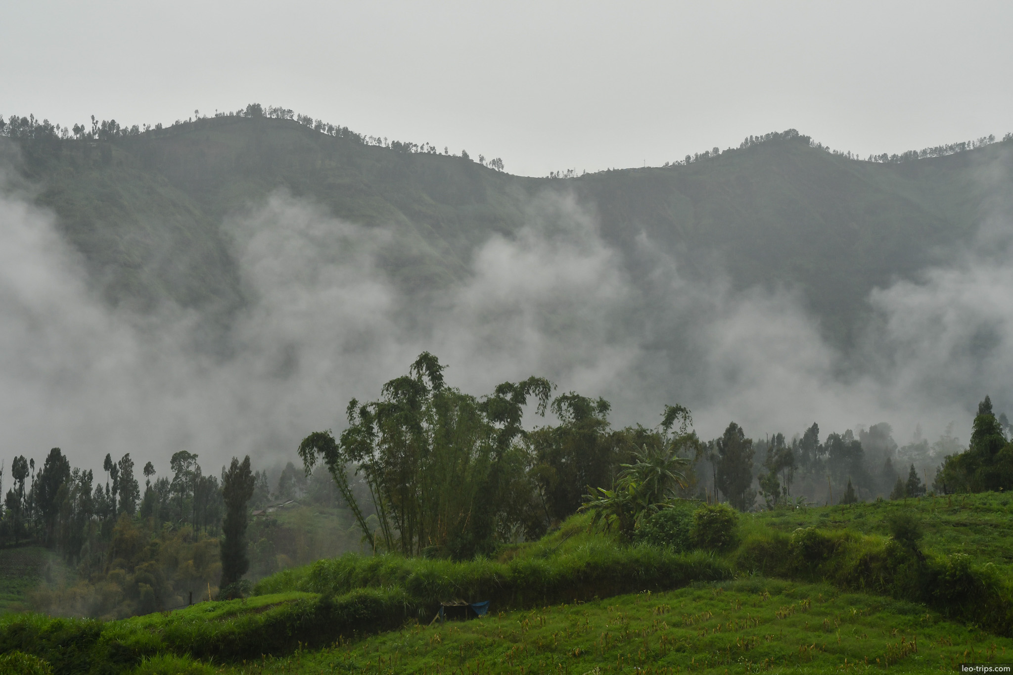 misty green hills and bamboo near bromo mount bromo