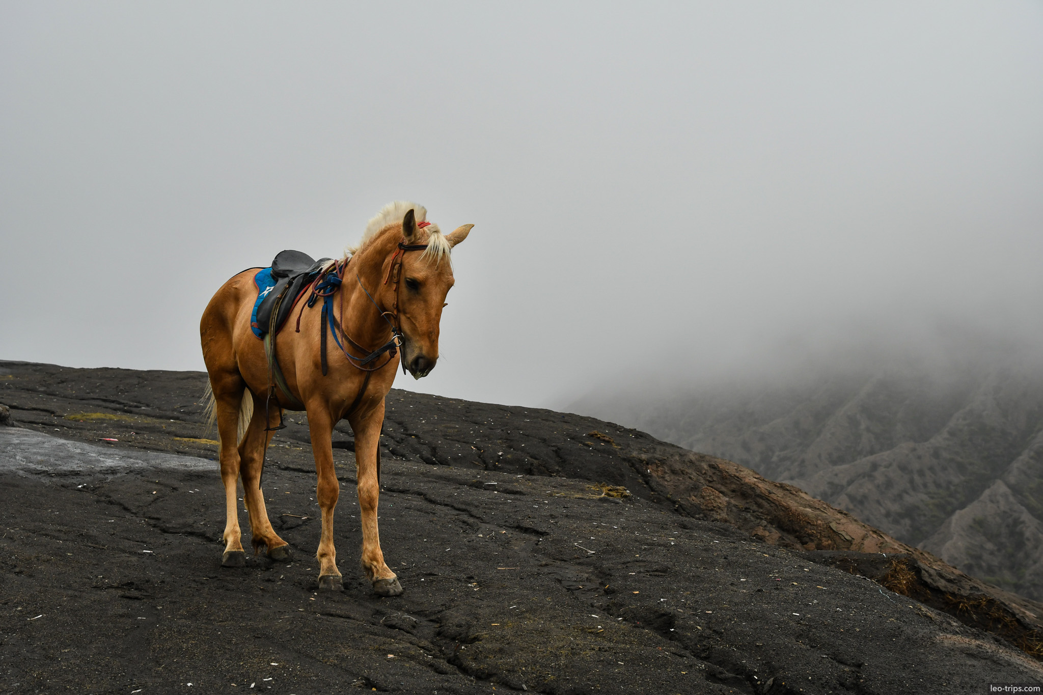 palomino horse on volcanic ash bromo mount bromo