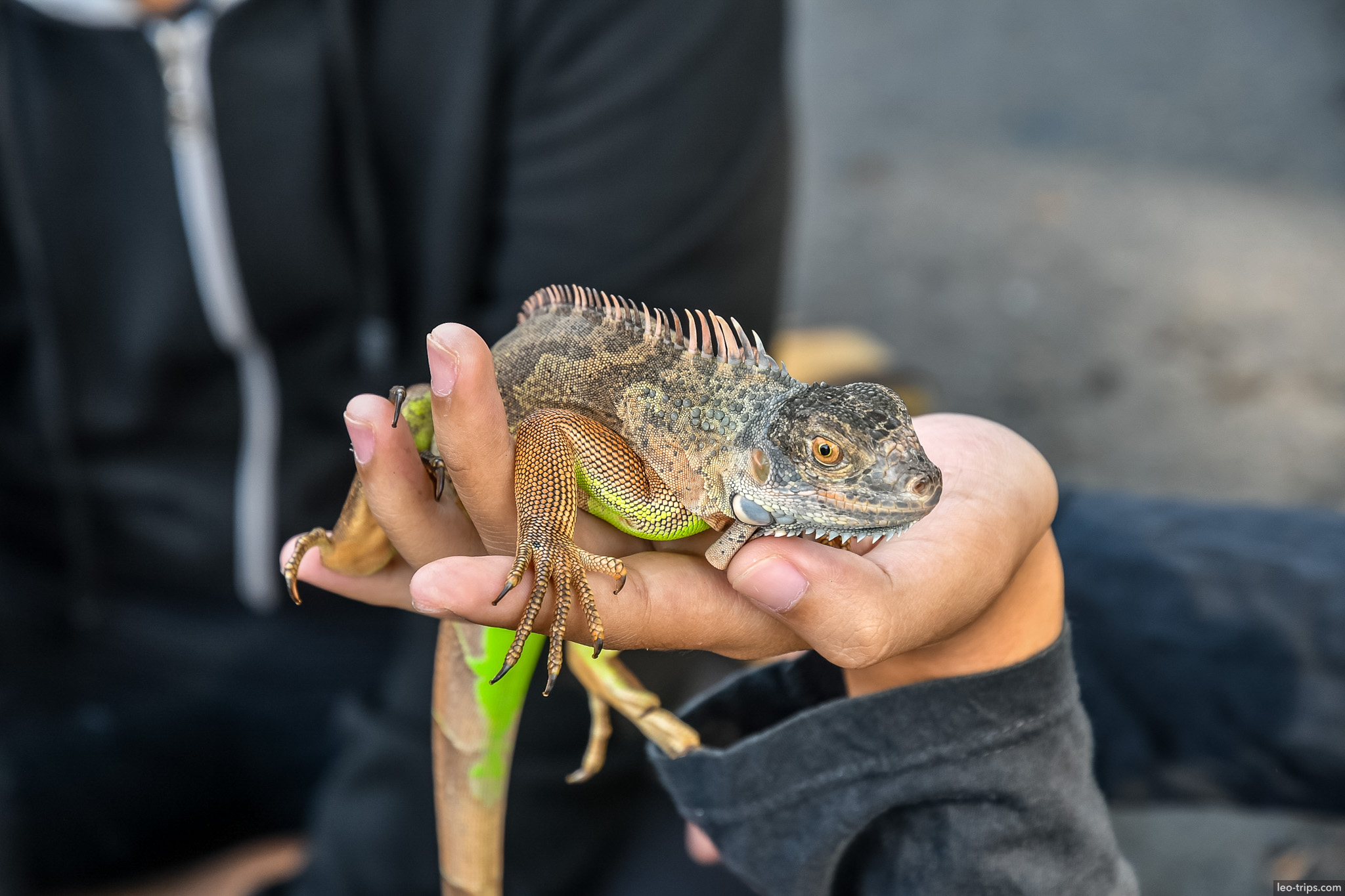 green iguana held in hand semarang semarang