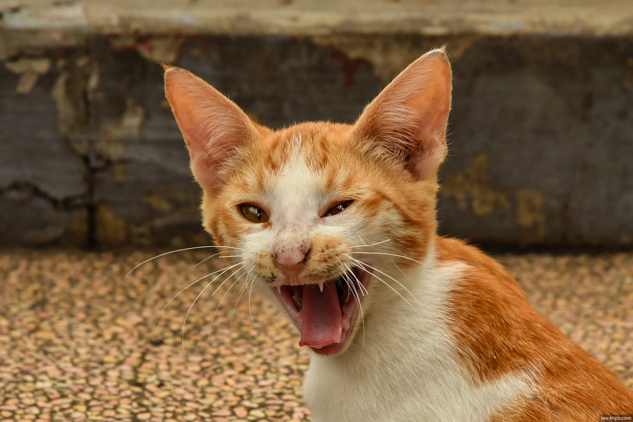 orange white cat yawning wide open mouth surabaya