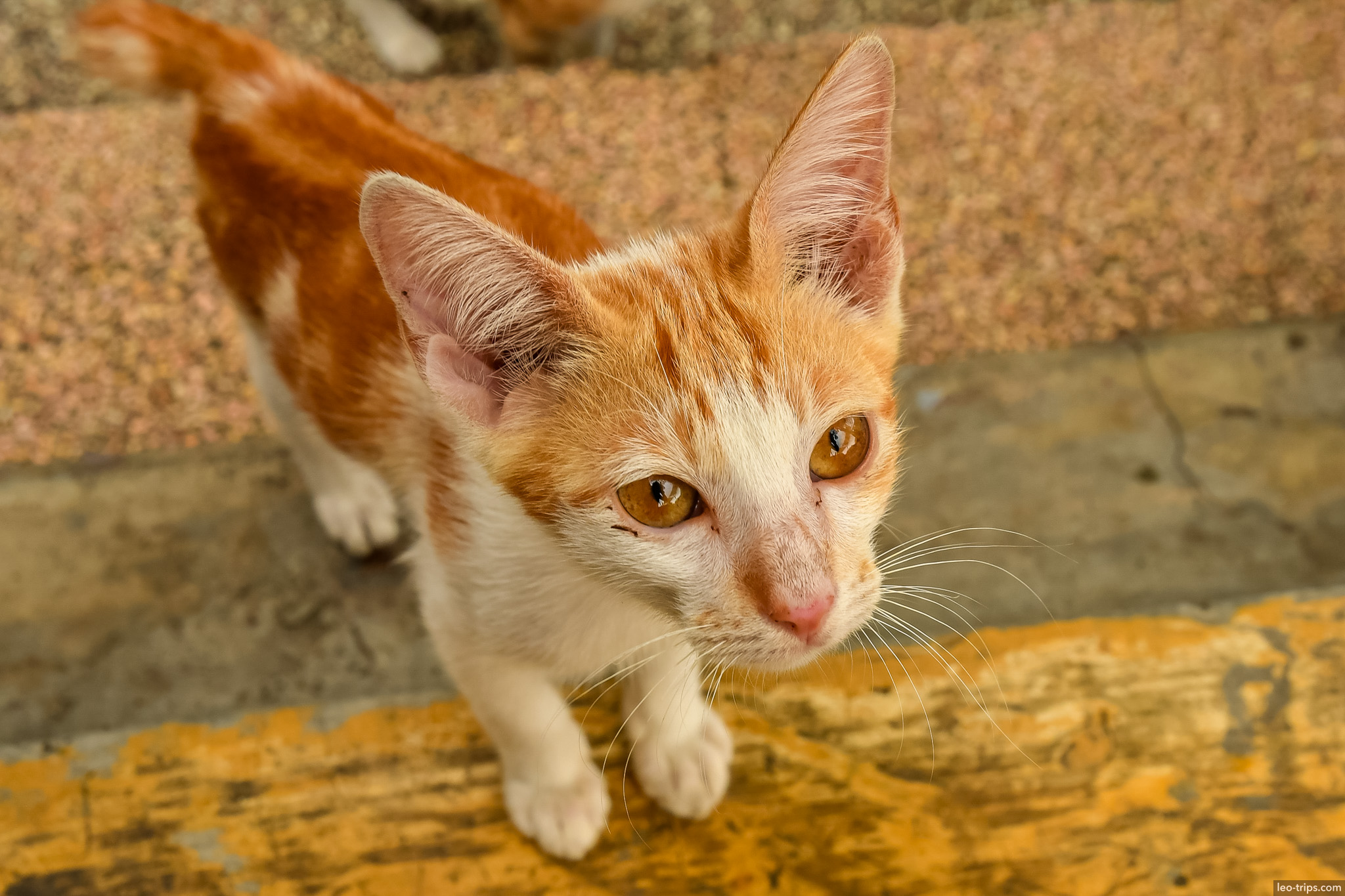 orange white kitten curious look portrait surabaya