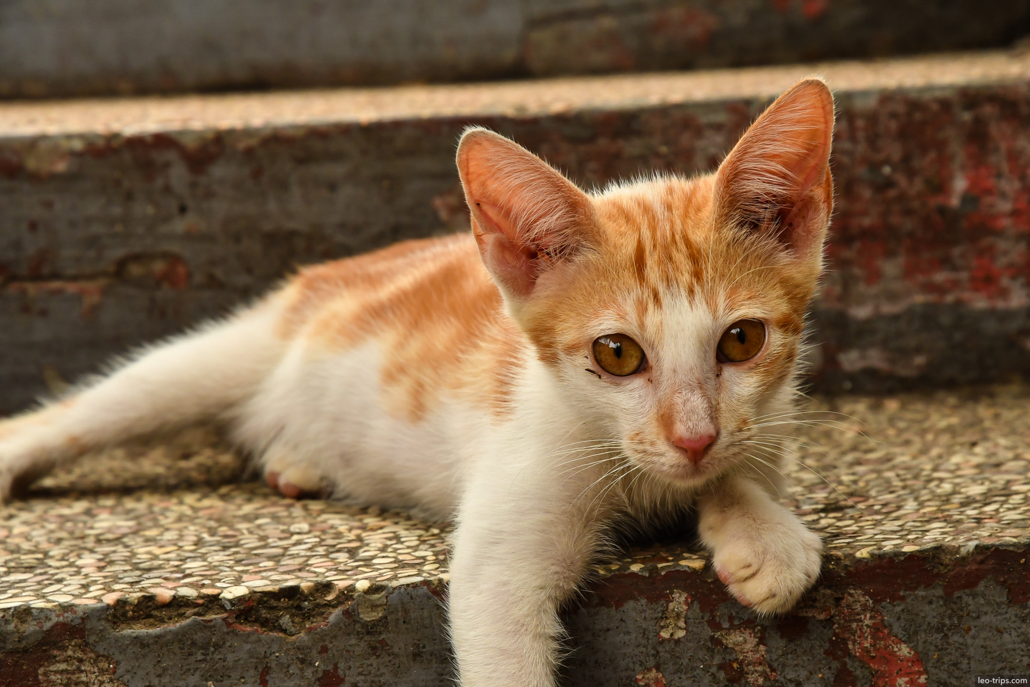orange white kitten lying on stone steps surabaya