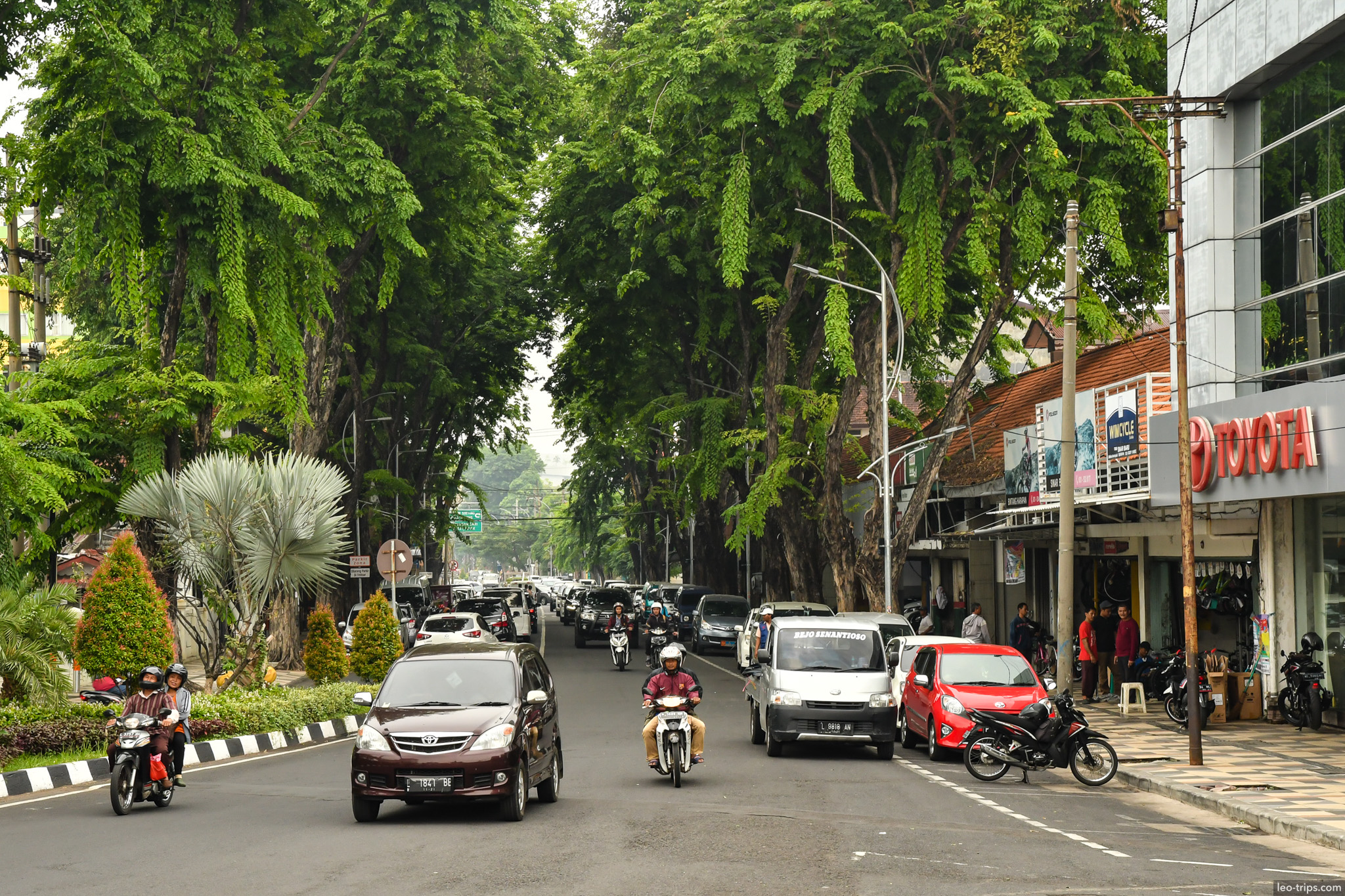 tree canopy boulevard traffic surabaya surabaya