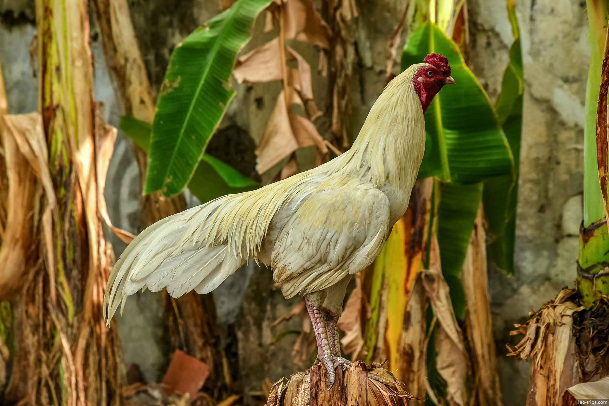 white rooster perched banana tree stump surabaya