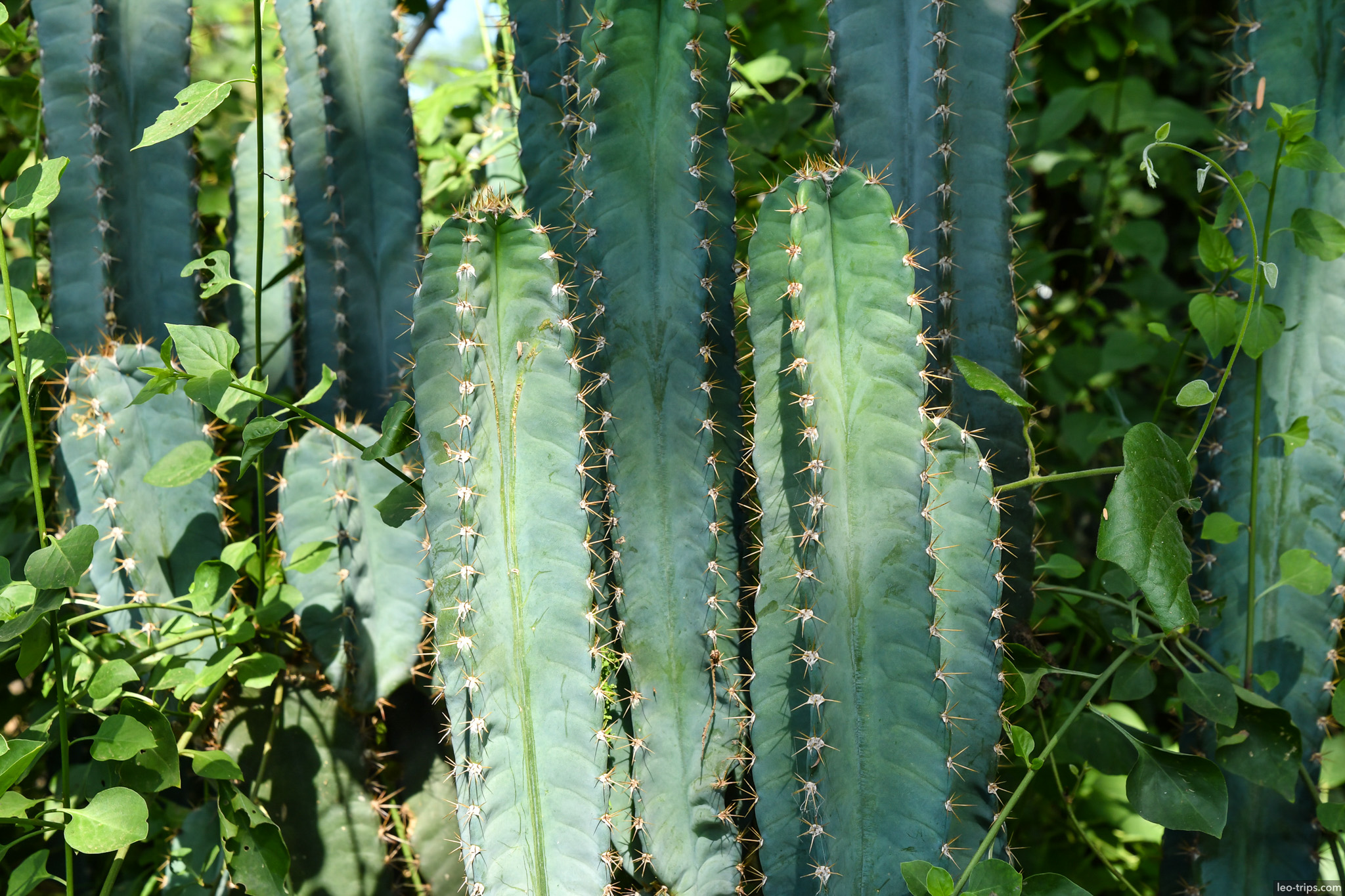 euphorbia cactus closeup green spines bagan bagan
