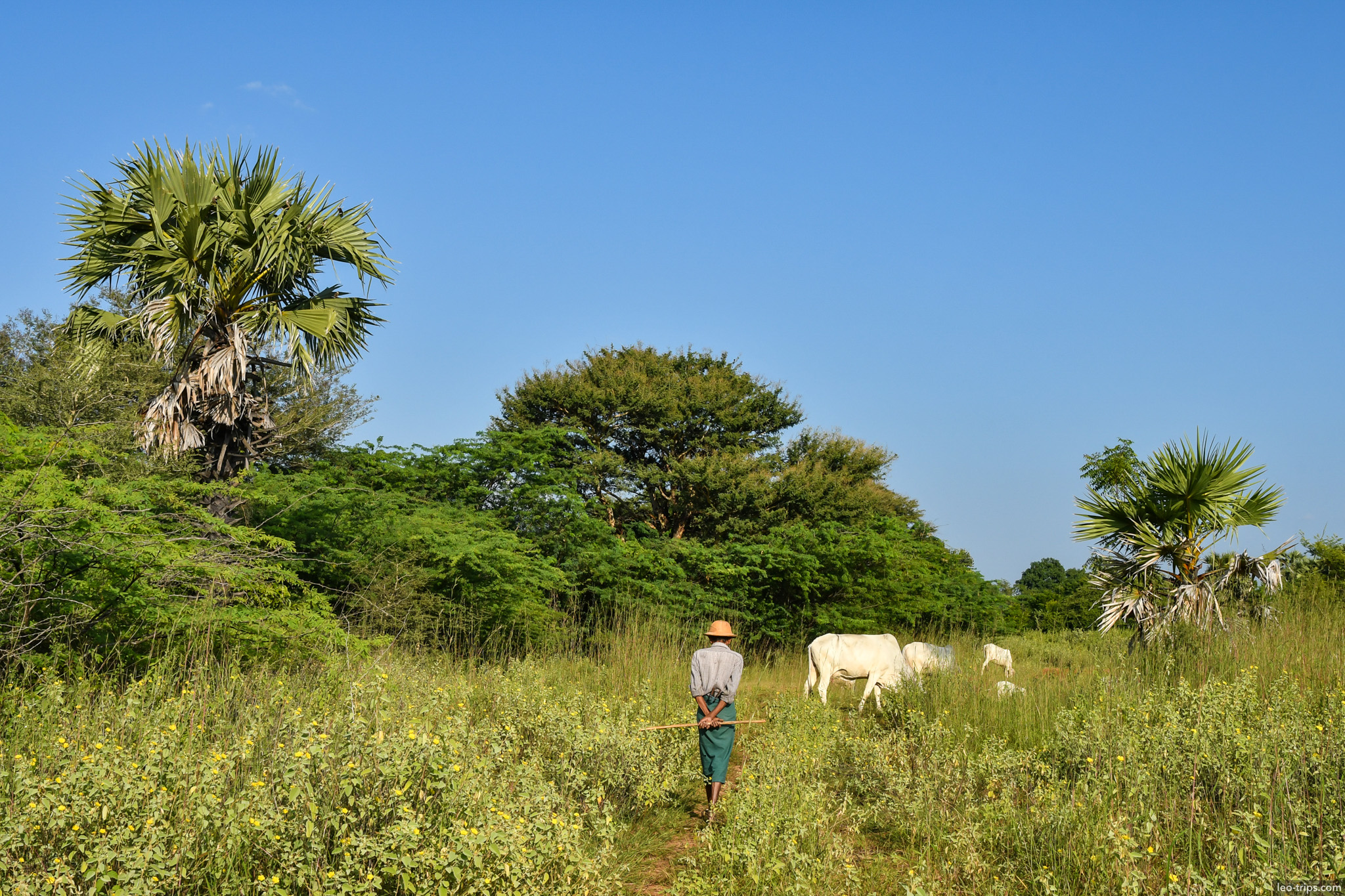 herder with white cattle palm trees bagan bagan