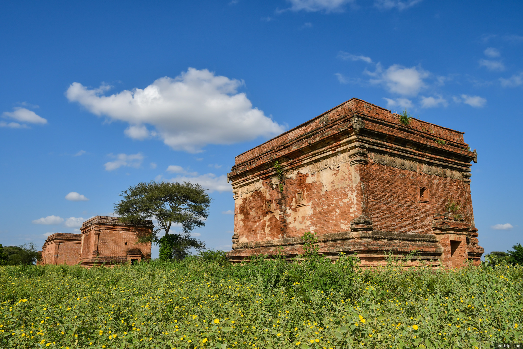 roofless brick ruins with wildflowers bagan bagan