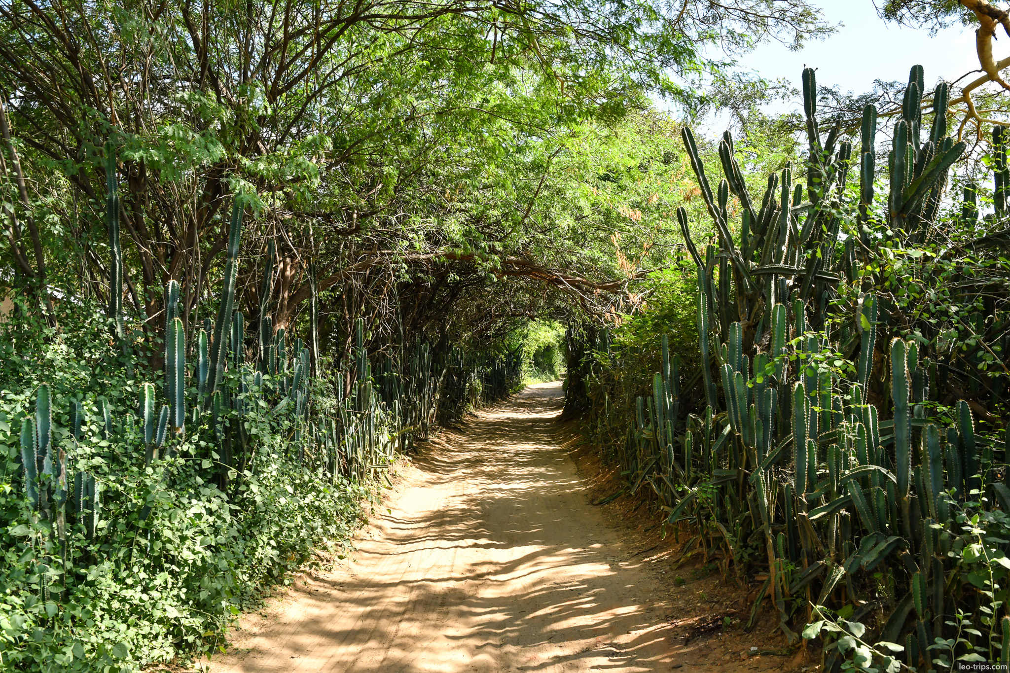 shaded dirt path with cactus fence bagan bagan