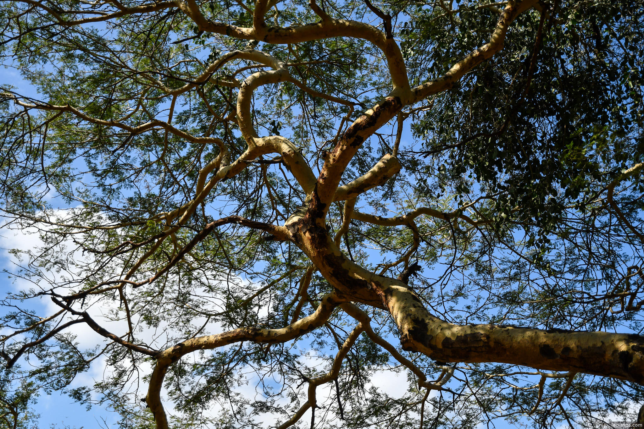 tamarind tree canopy looking up bagan bagan