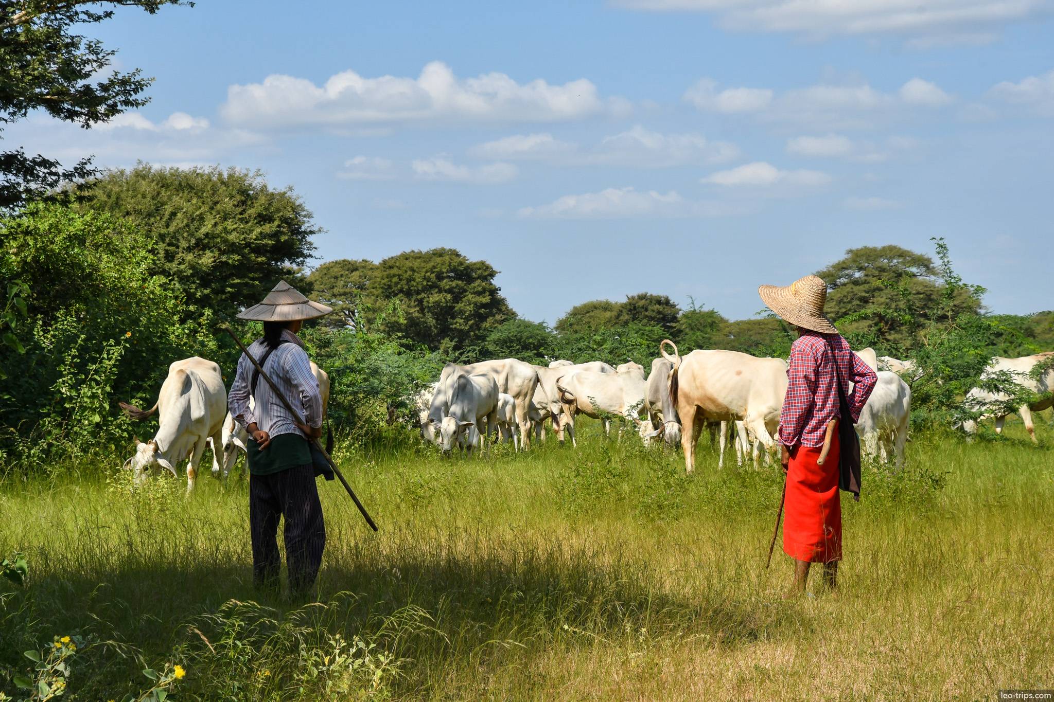 two herders with white cattle herd bagan bagan