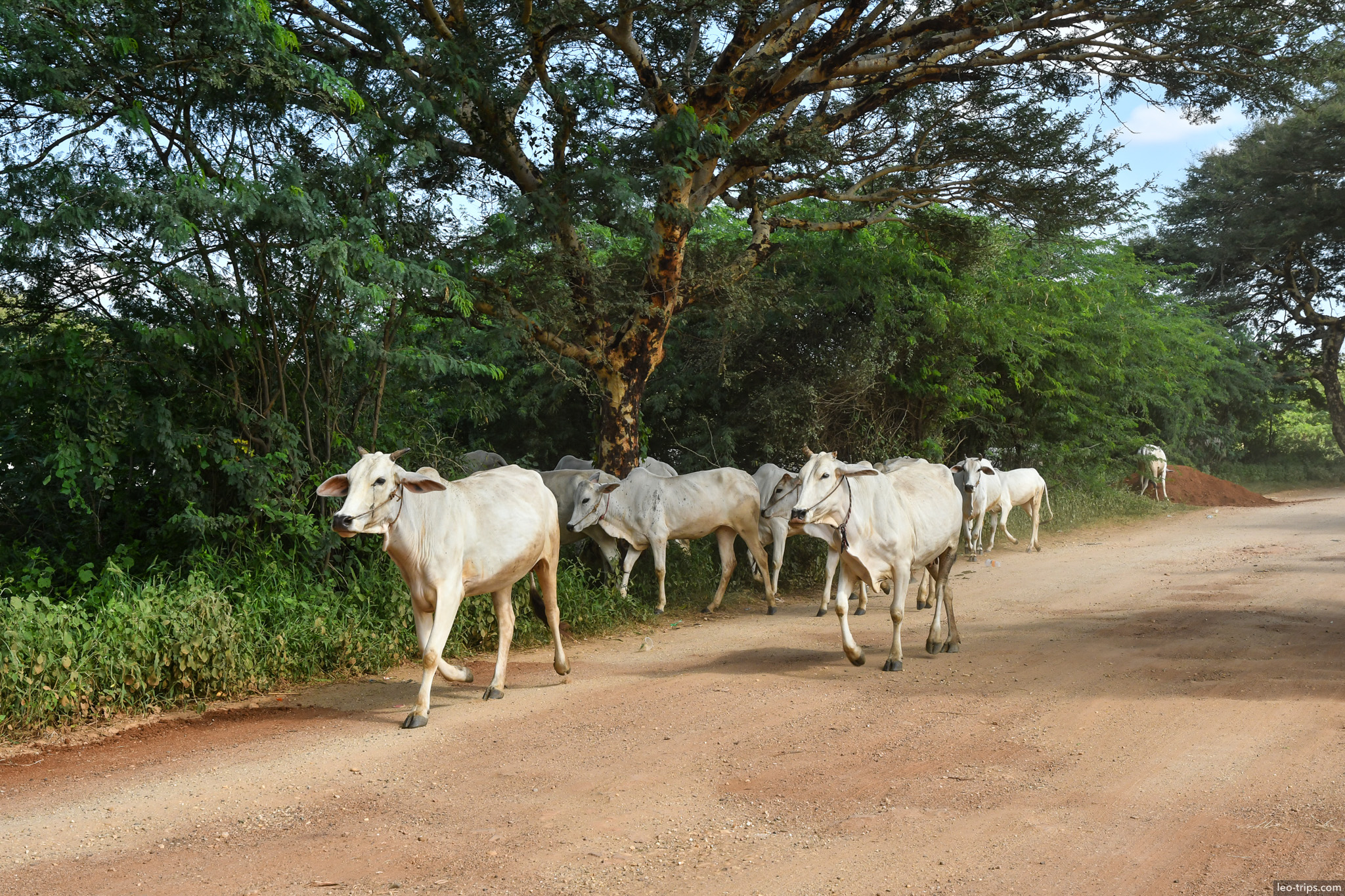 white zebu cattle crossing dirt road bagan bagan