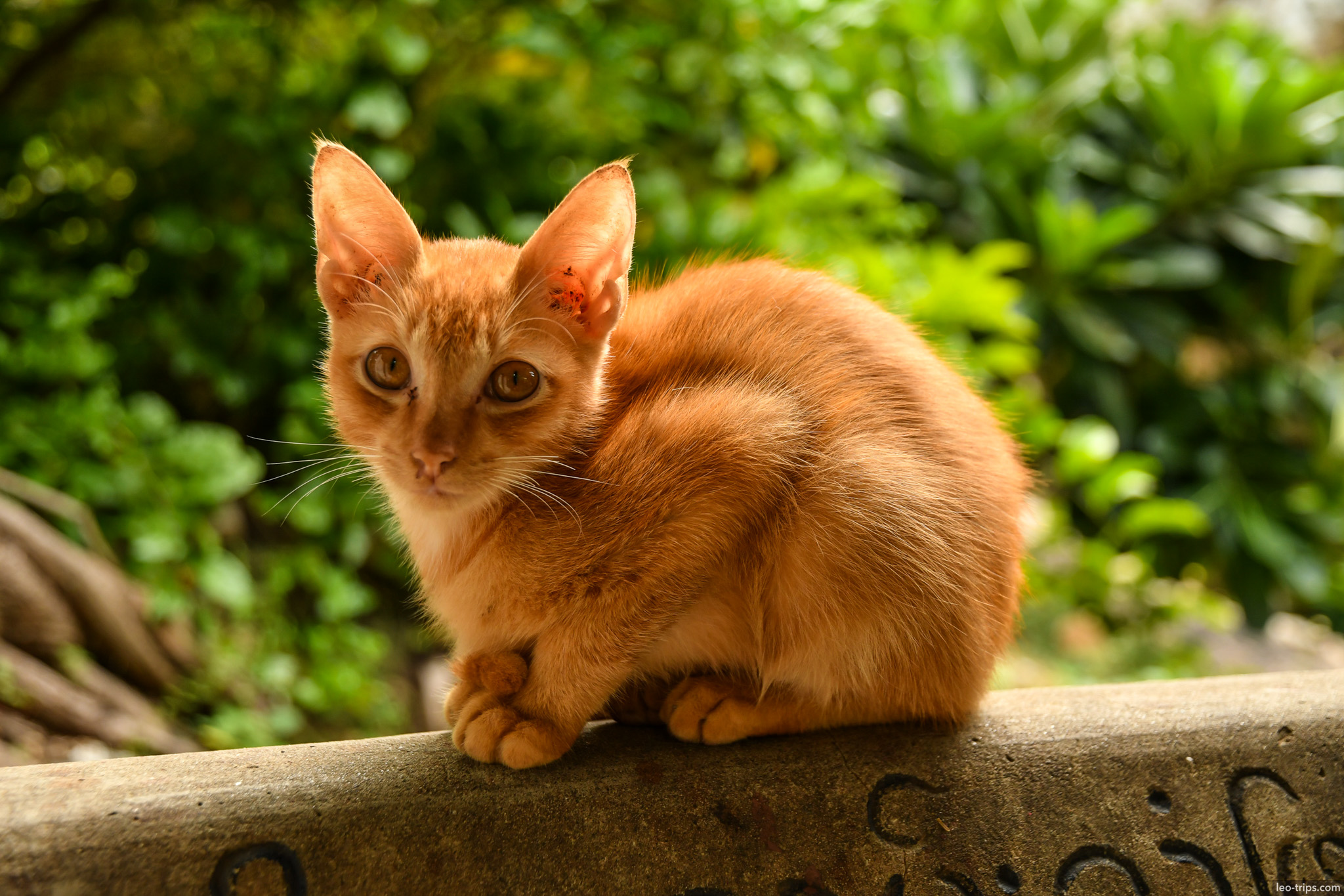 orange stray kitten sitting on wall mandalay