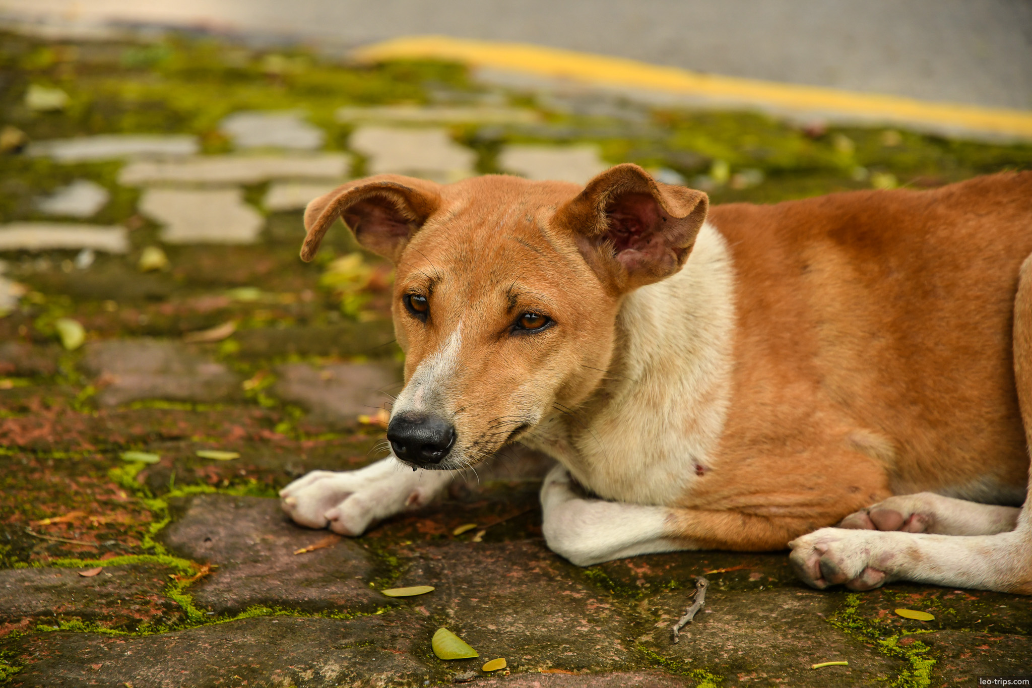 stray dog resting on cobblestone mandalay mandalay