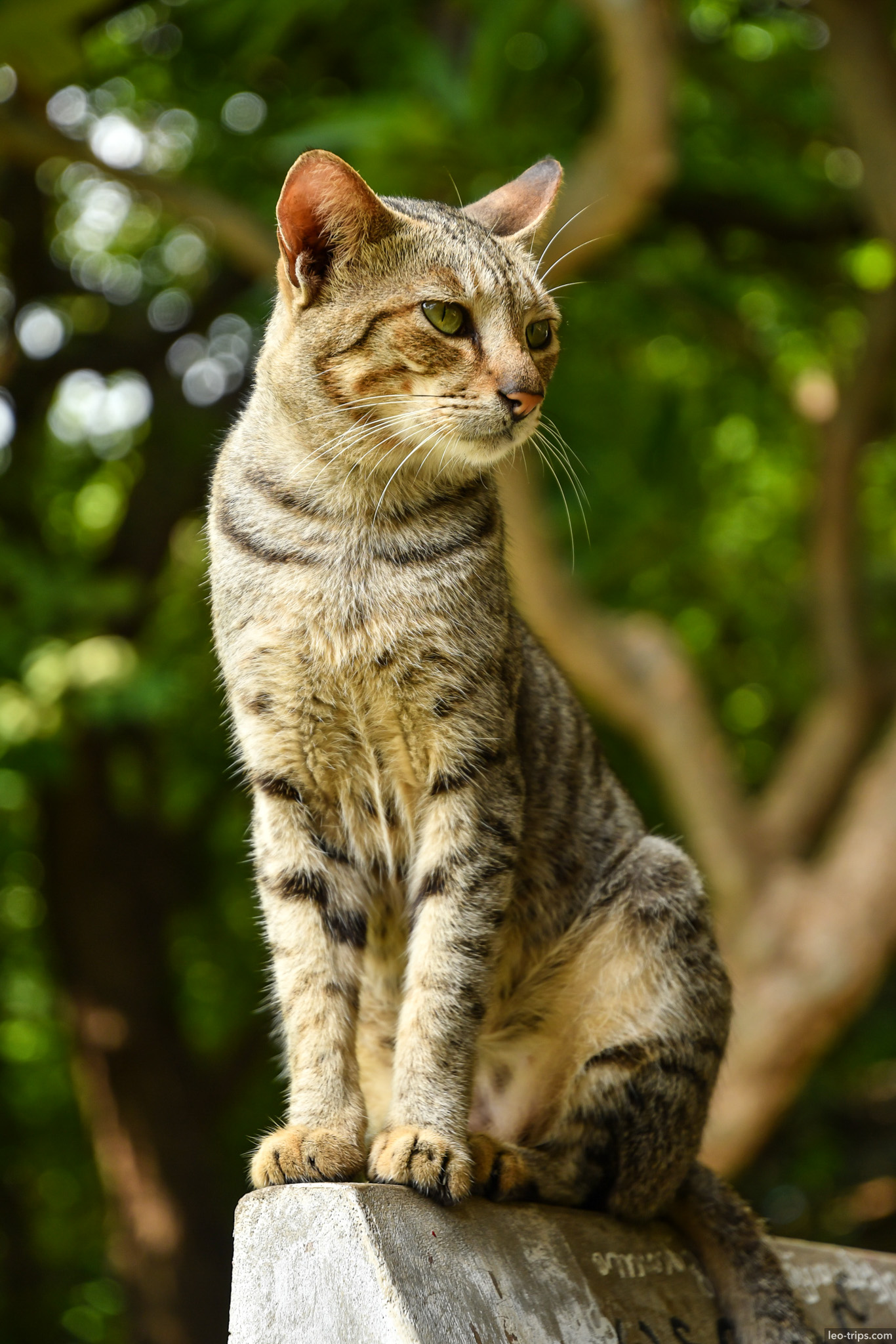 striped tabby cat sitting on wall mandalay hill mandalay