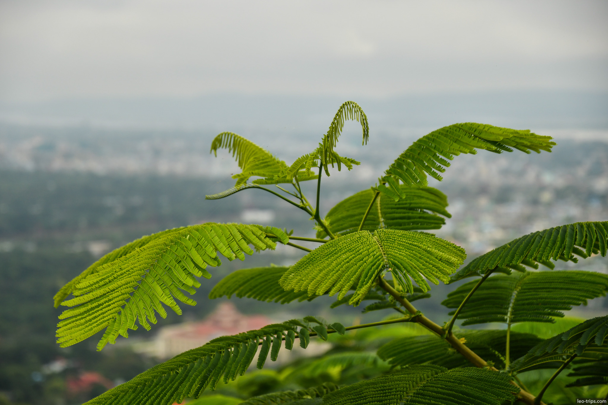 tropical fern branch mandalay city below mandalay