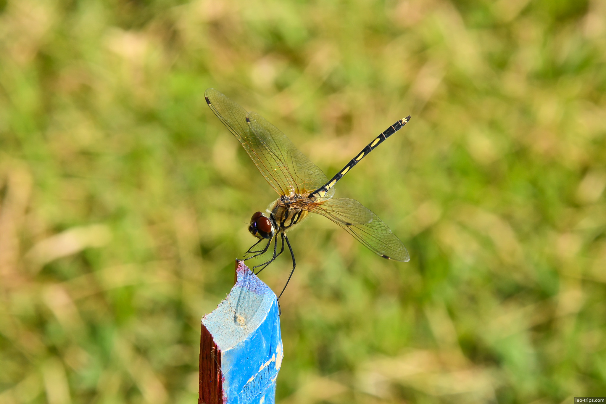 dragonfly perched on painted stake macro naypyidaw naypyidaw