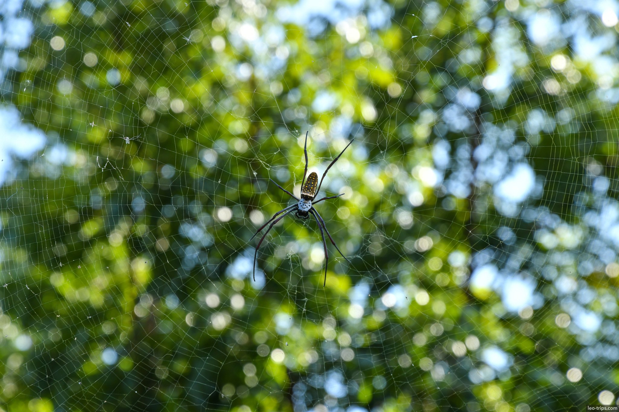 golden orb weaver in web bokeh background naypyidaw naypyidaw