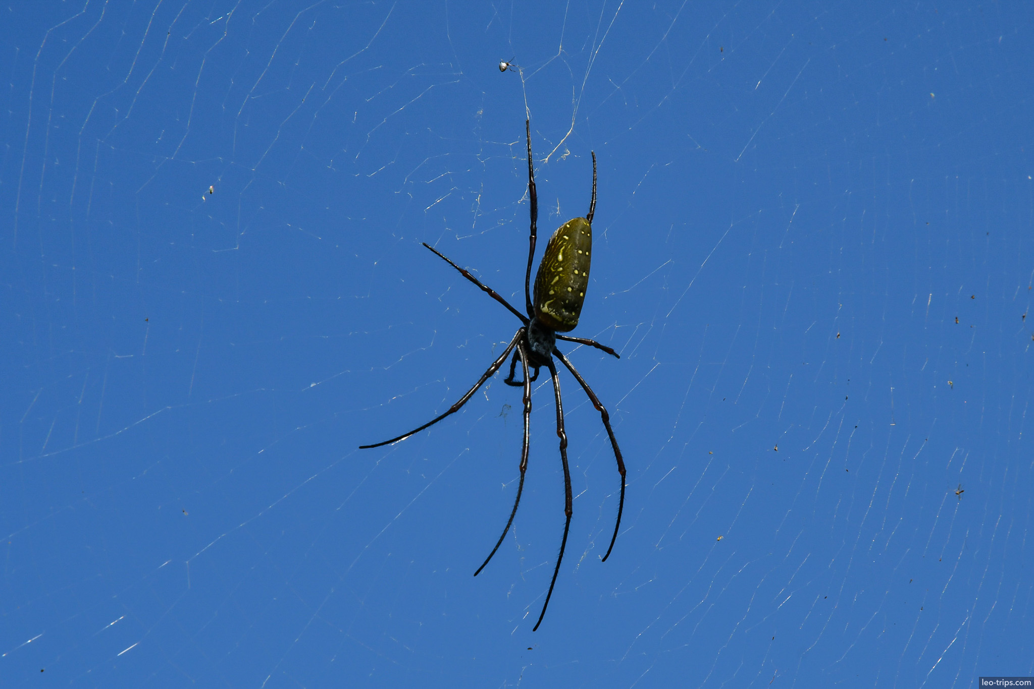 golden orb weaver spider against blue sky naypyidaw naypyidaw