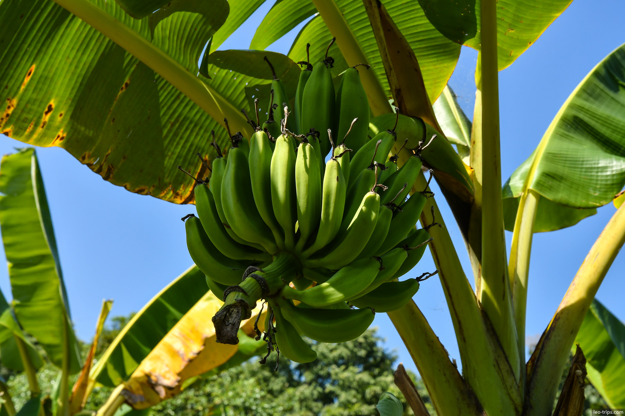 green banana bunch on tree closeup naypyidaw naypyidaw