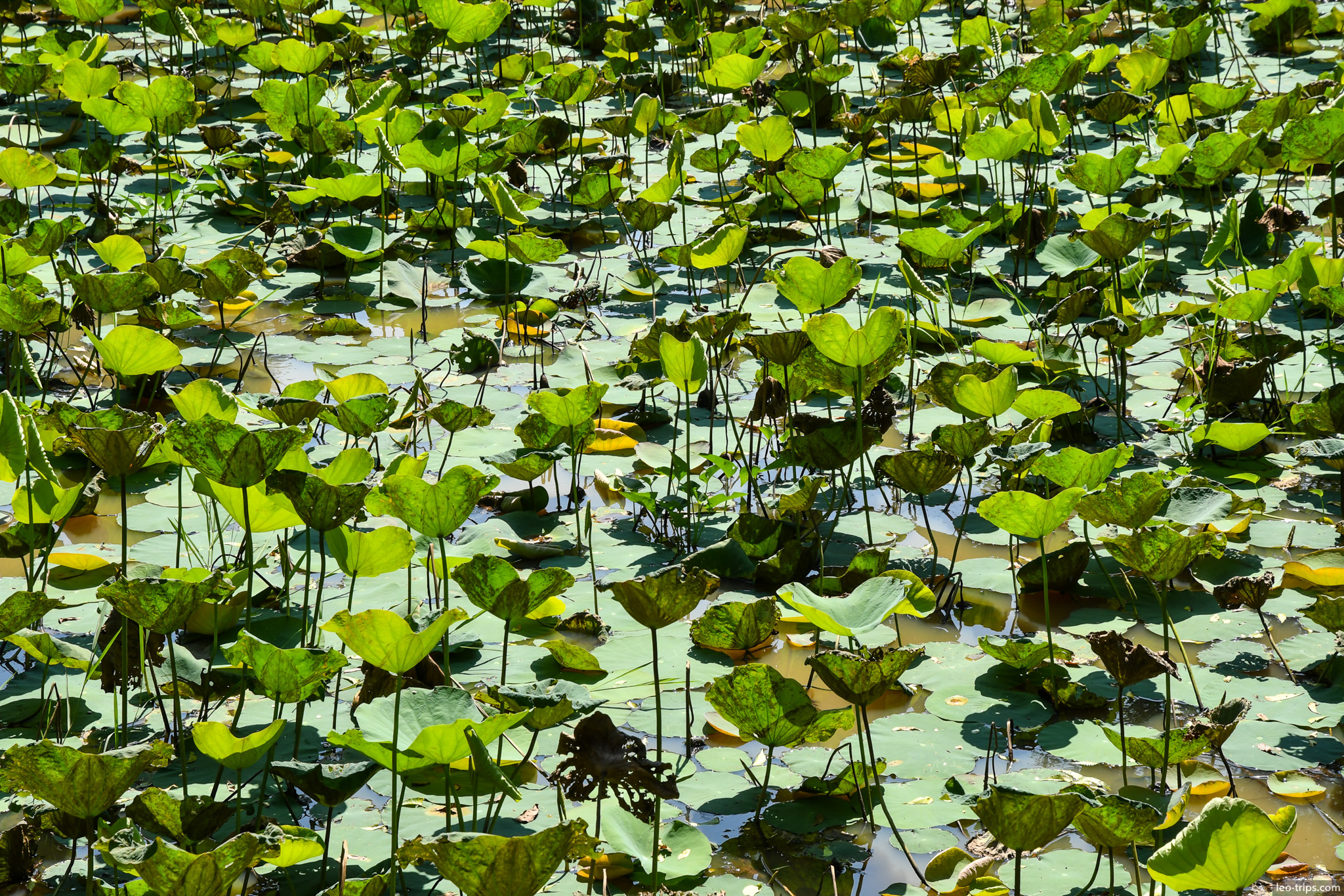 lotus leaves covering pond surface naypyidaw naypyidaw
