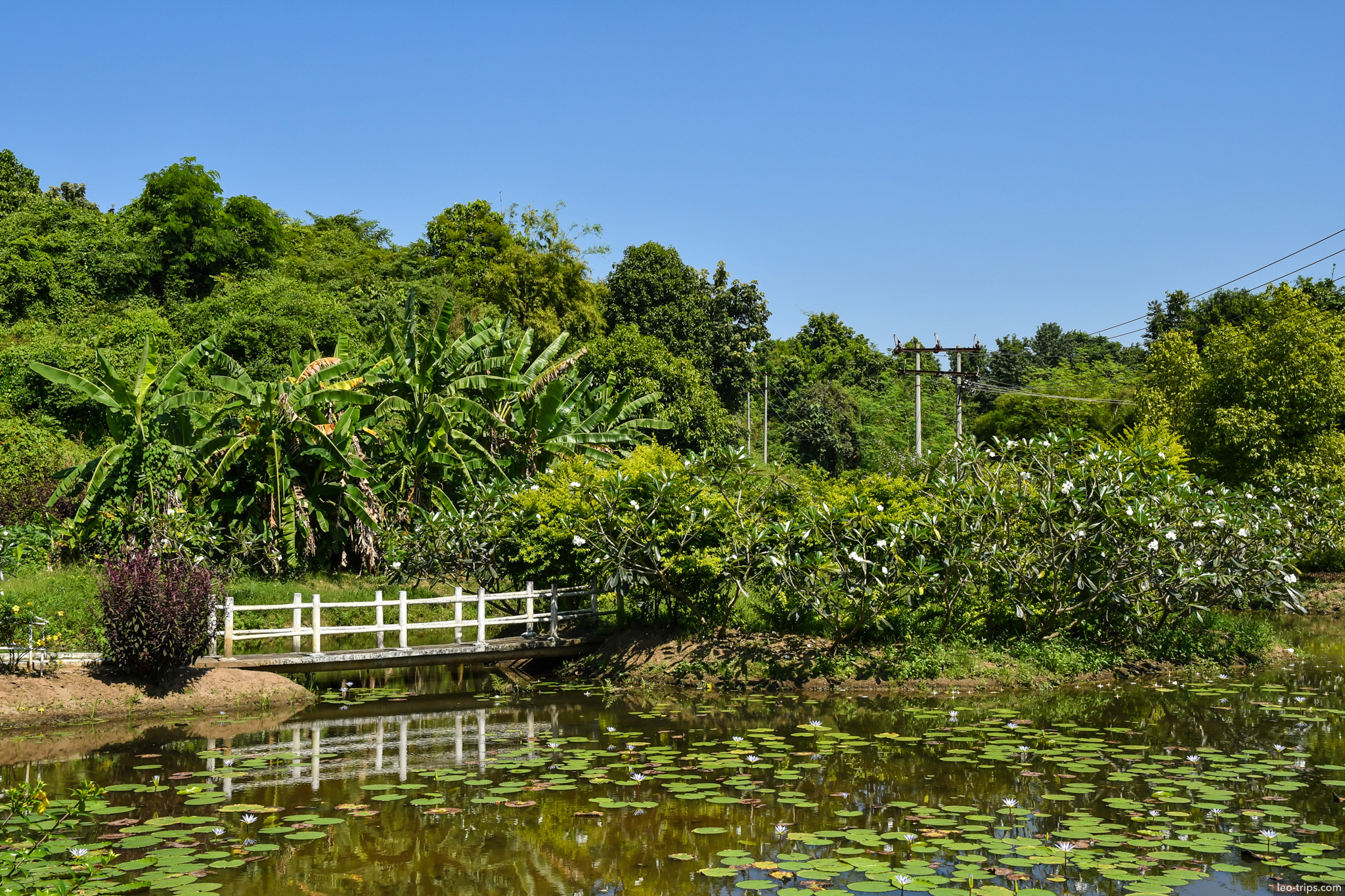 lotus pond with white bridge and banana trees naypyidaw naypyidaw