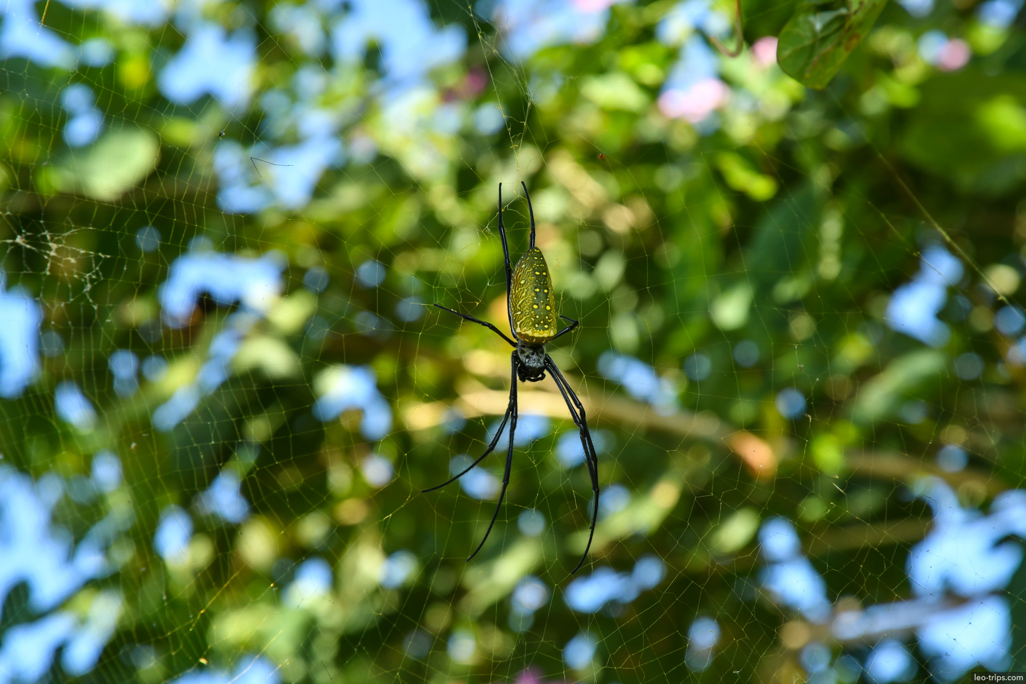nephila spider closeup green abdomen naypyidaw naypyidaw
